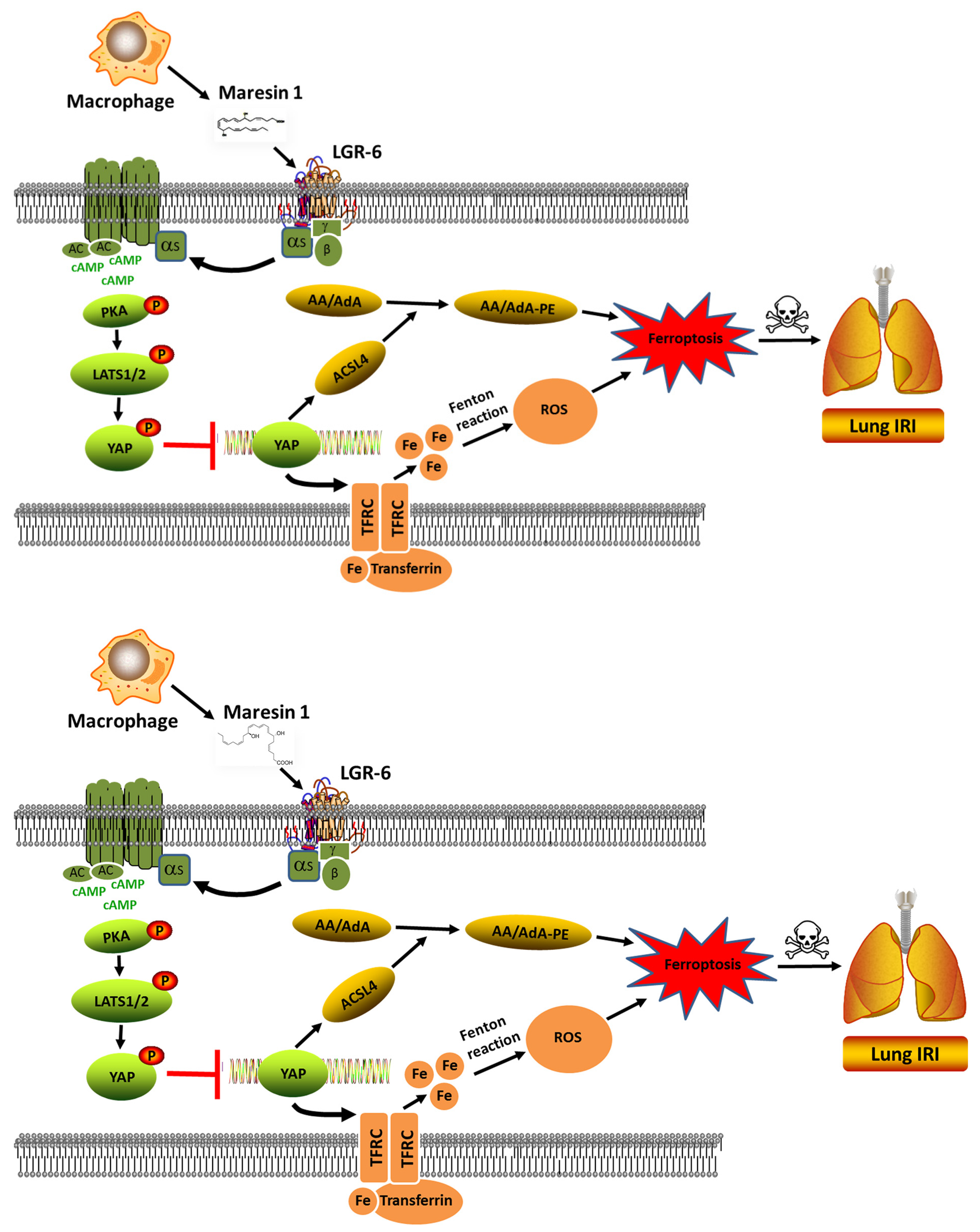 Biomedicines 13 01594 g007