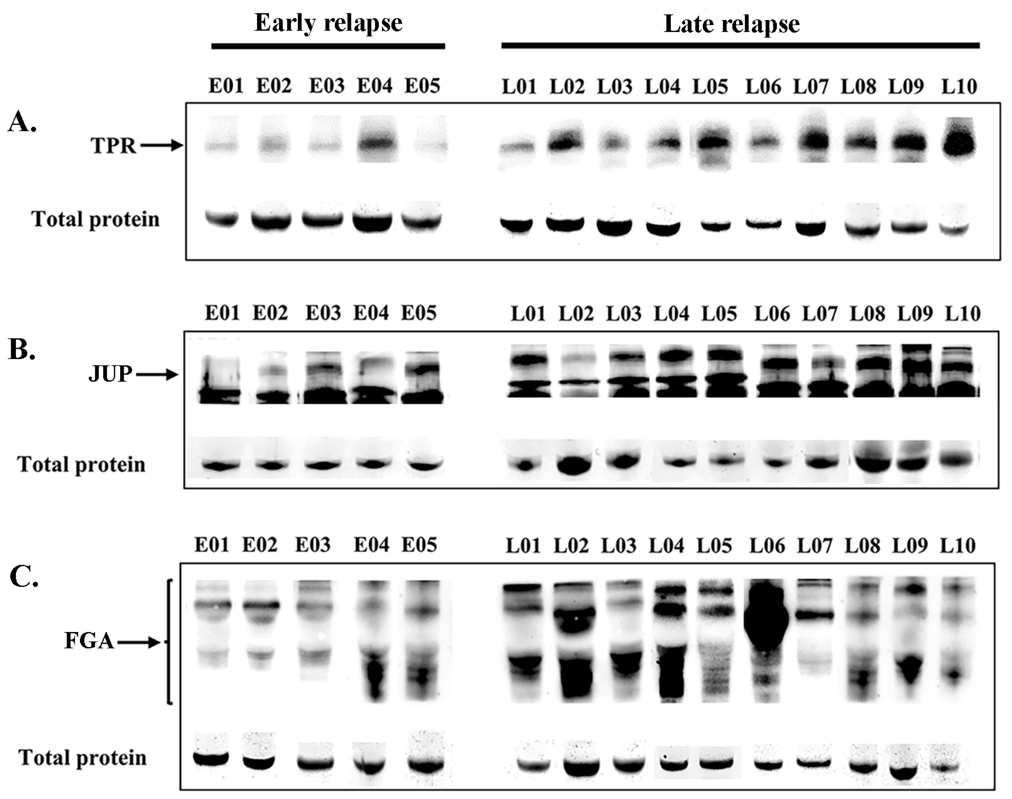 Biomedicines 13 01608 g005