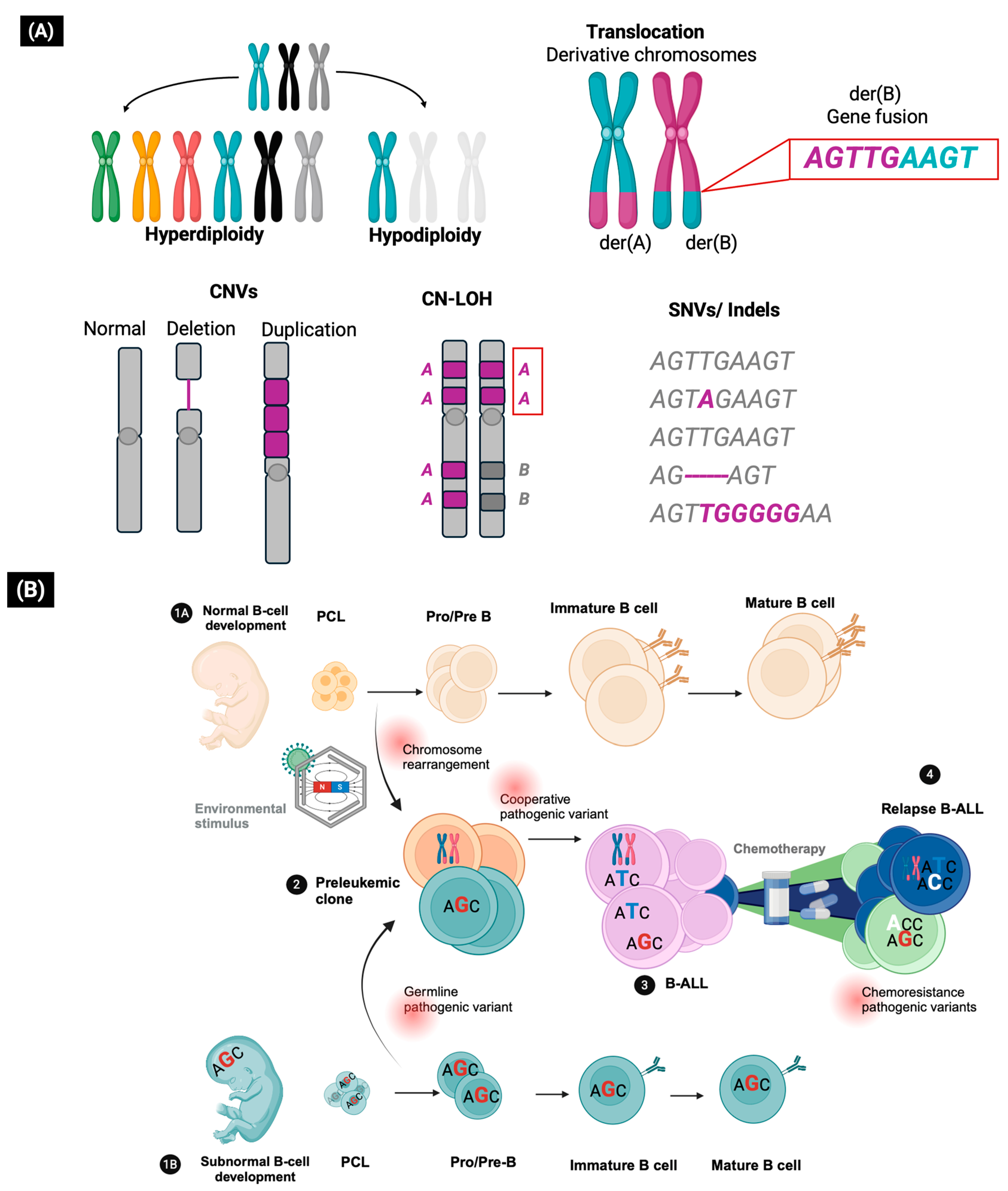 Biomedicines 13 01626 g001
