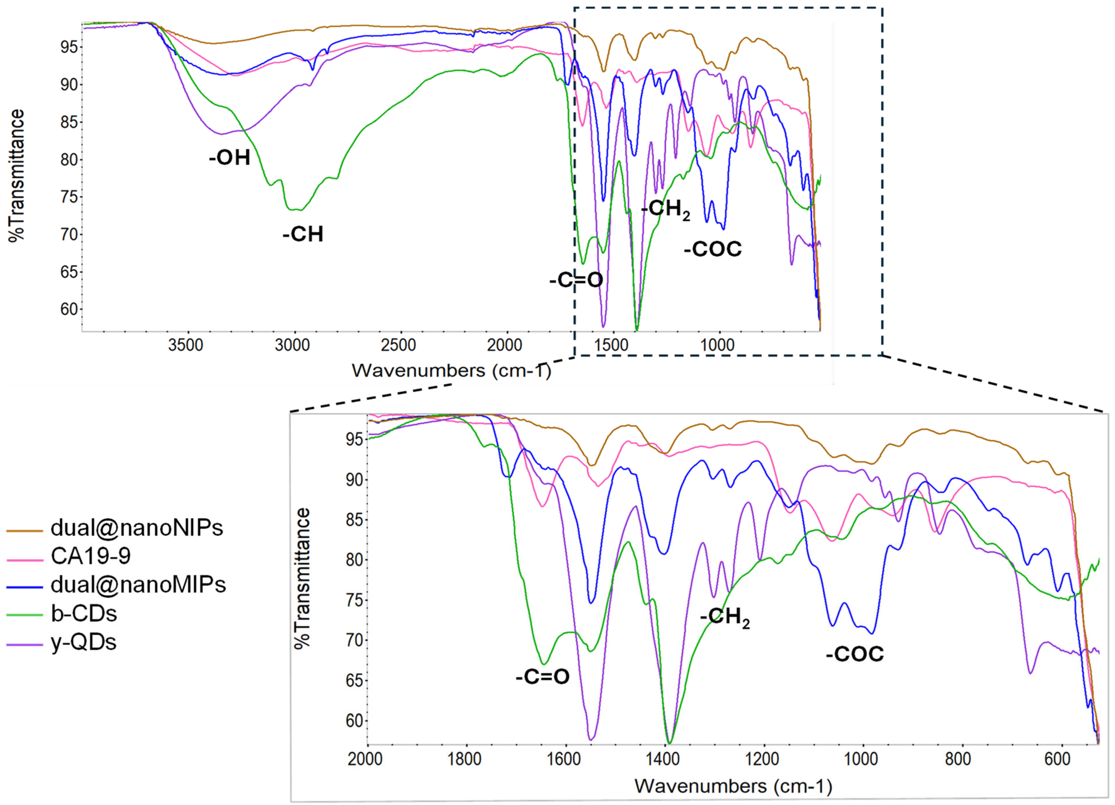 Biomedicines 13 01629 g003