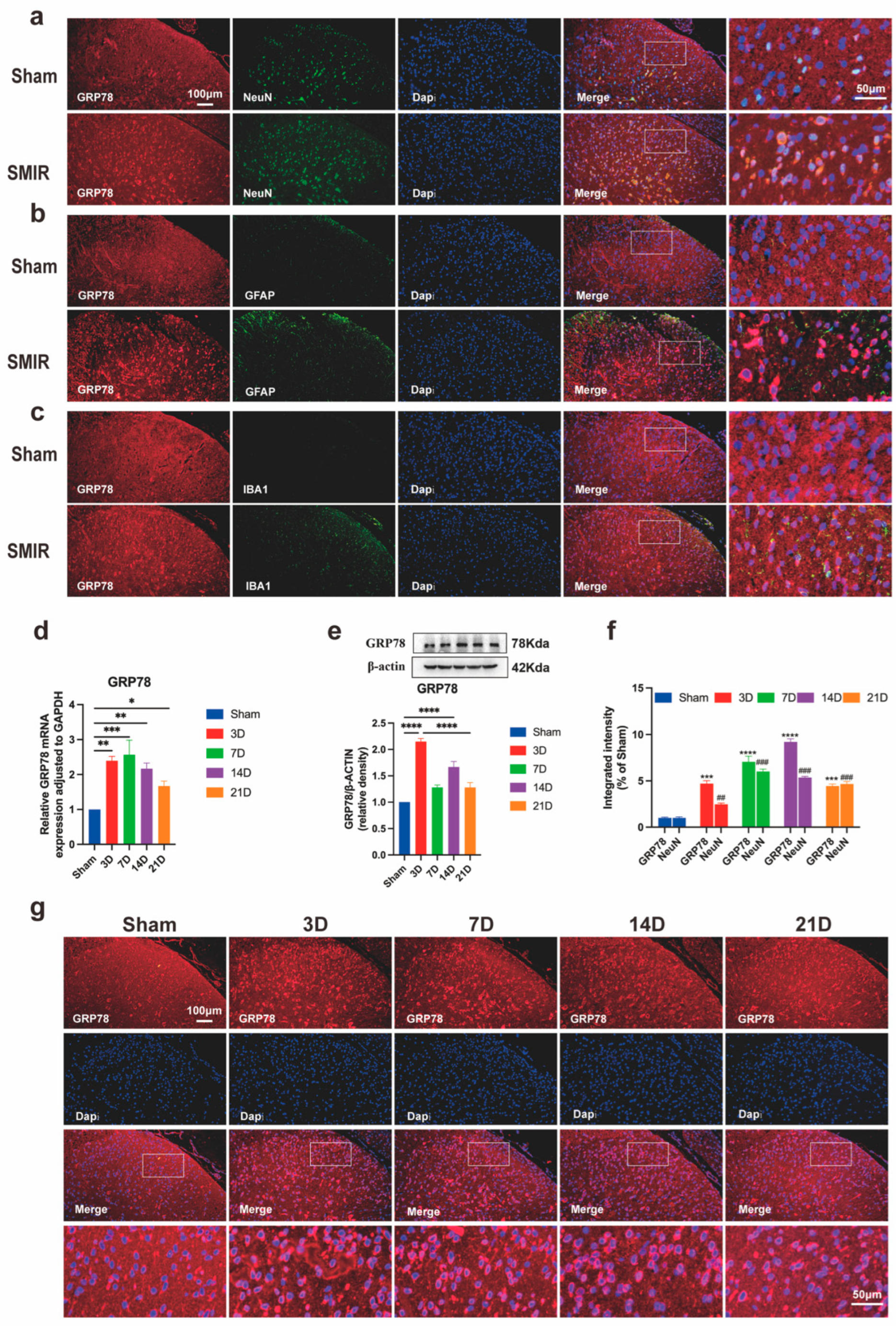 Biomedicines 13 01632 g004