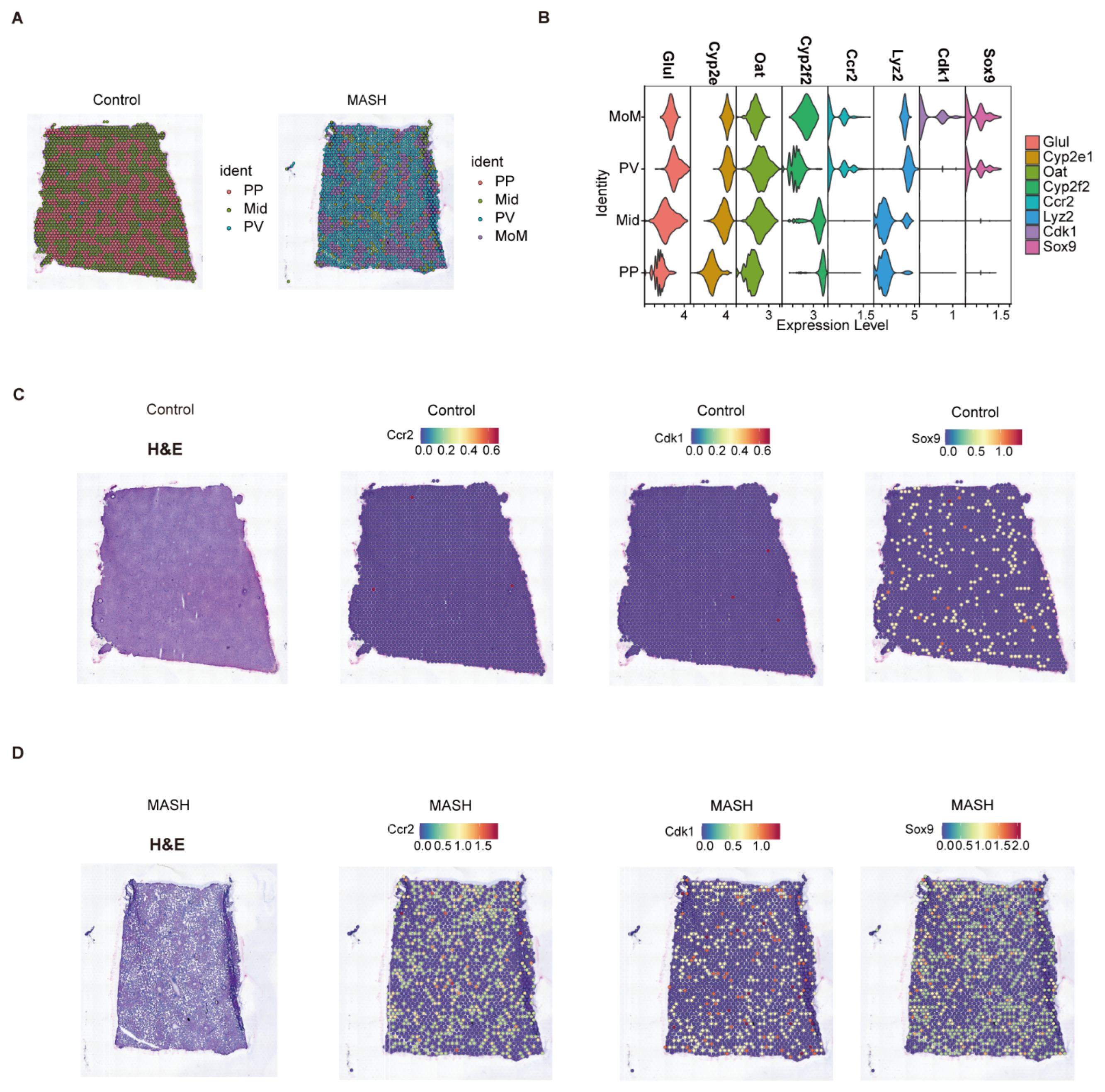 Biomedicines 13 01636 g006