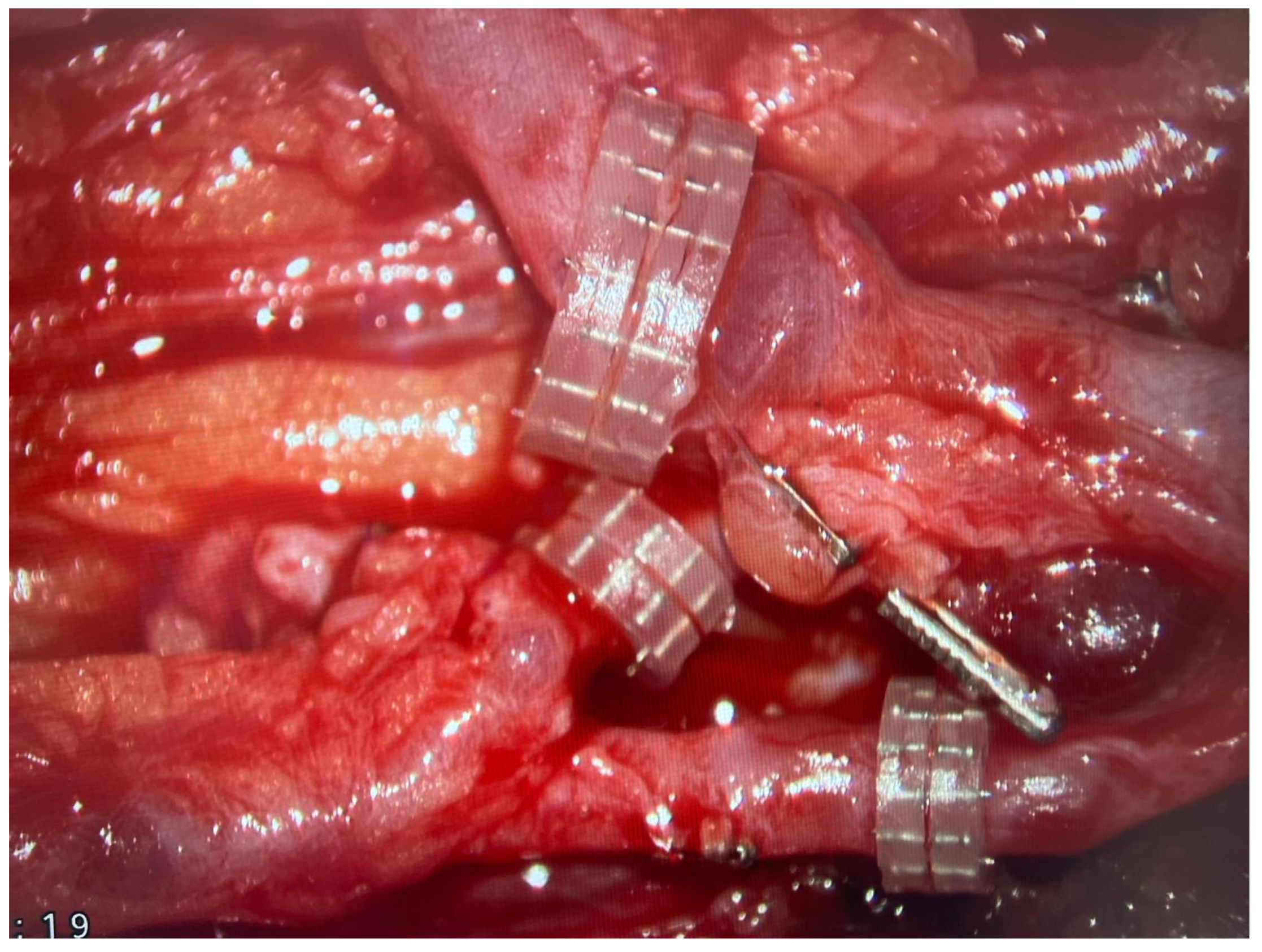 Biomedicines 13 01638 g005