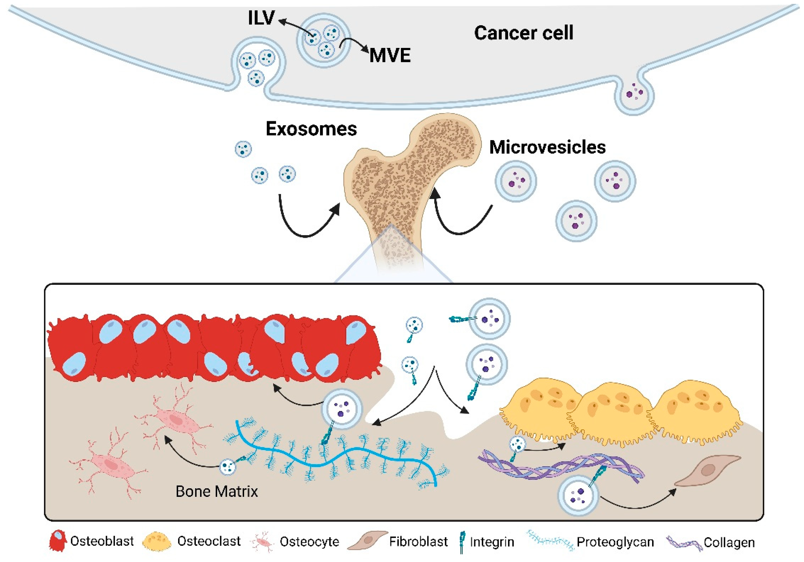 Biomedicines 13 01640 g002