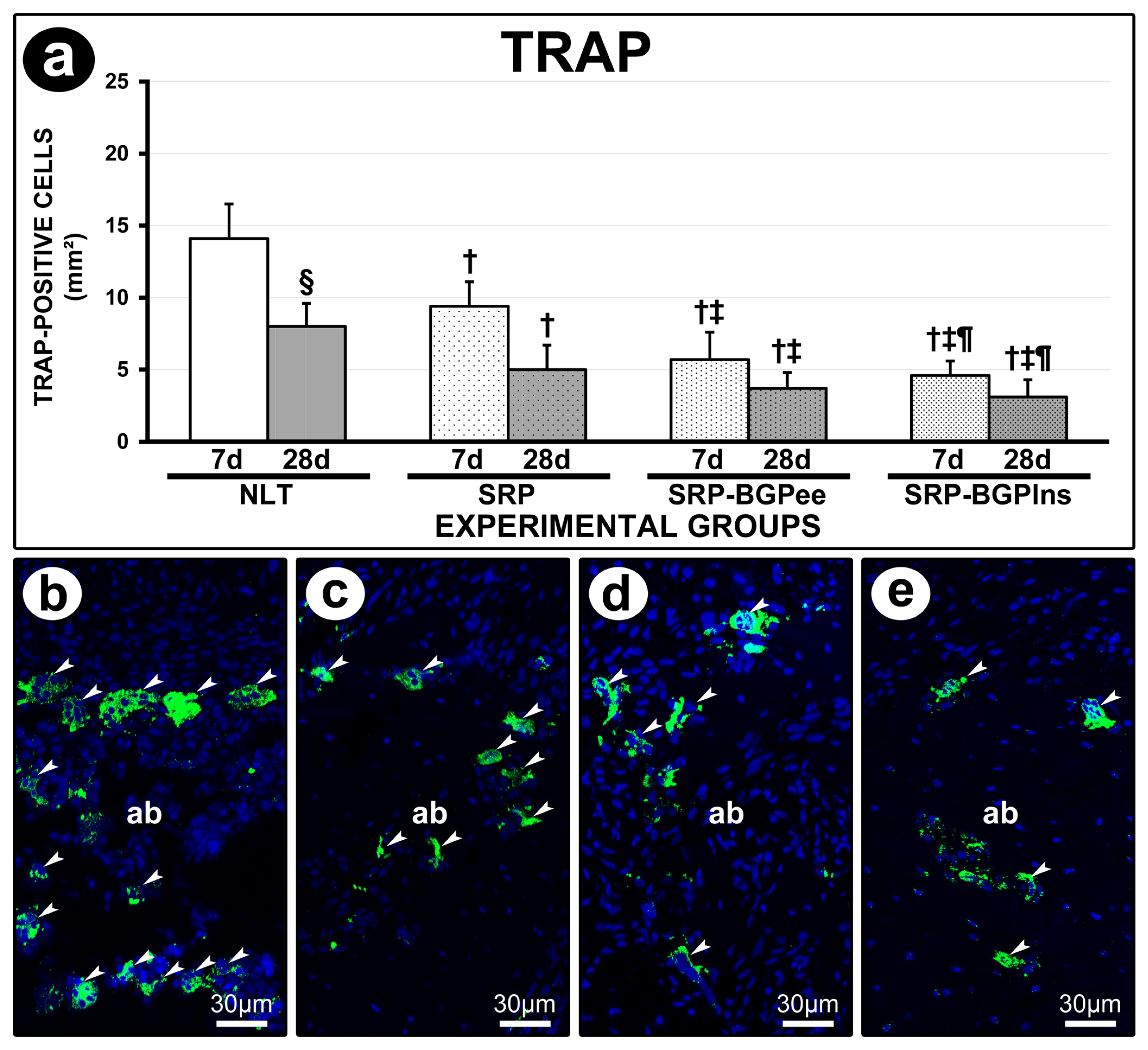 Biomedicines 13 01643 g005