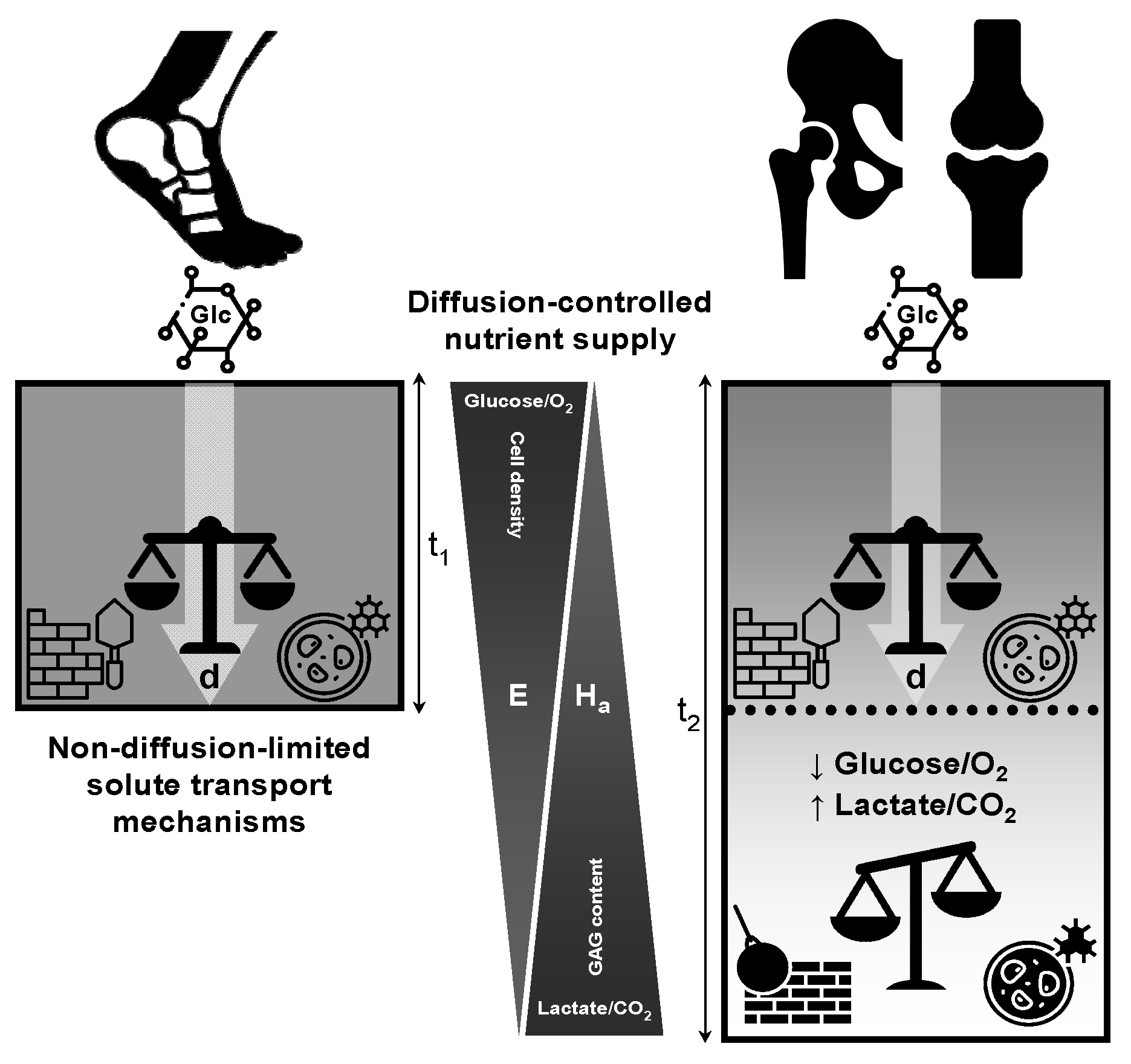 Biomedicines 13 01650 g004