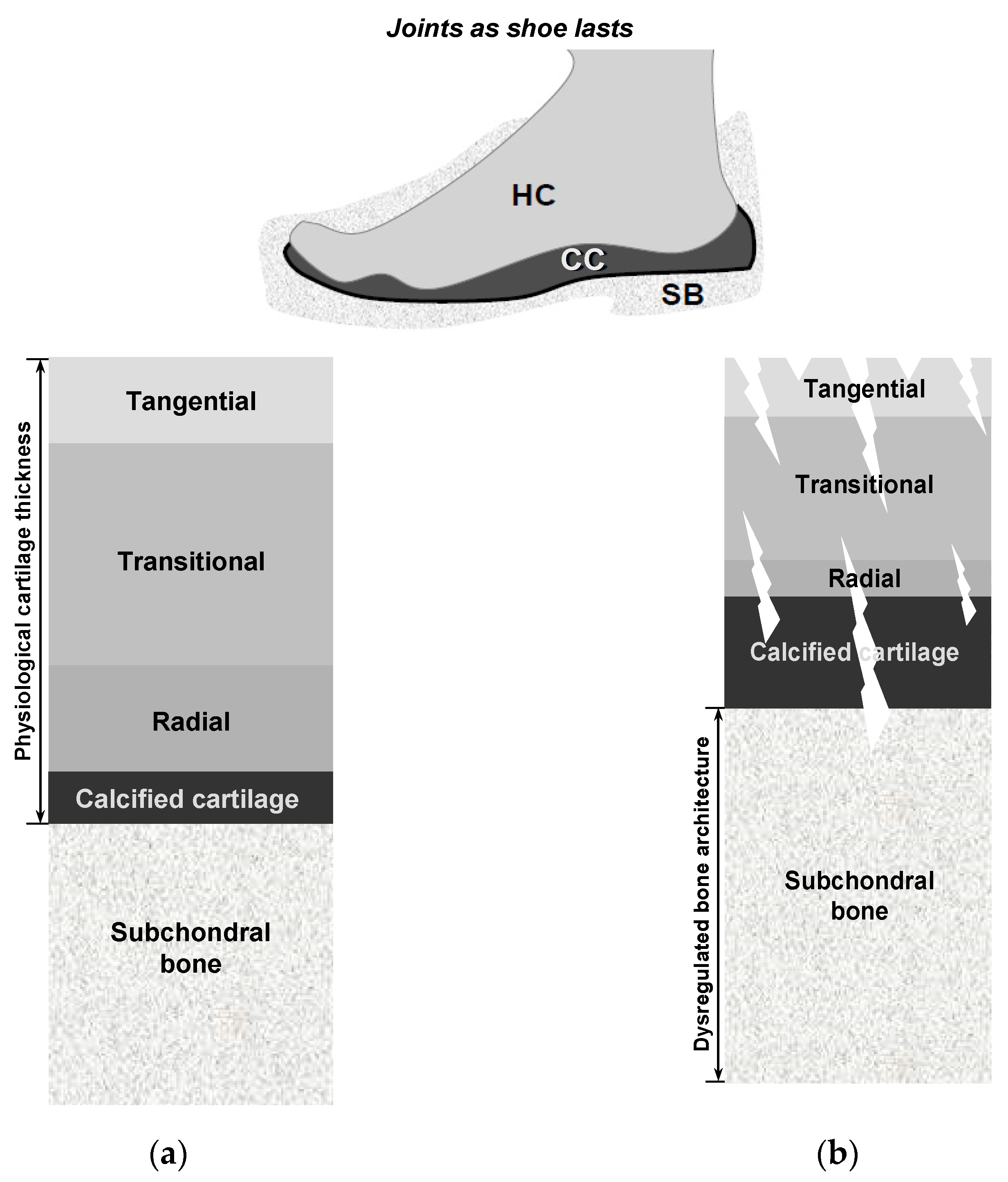 Biomedicines 13 01650 g006