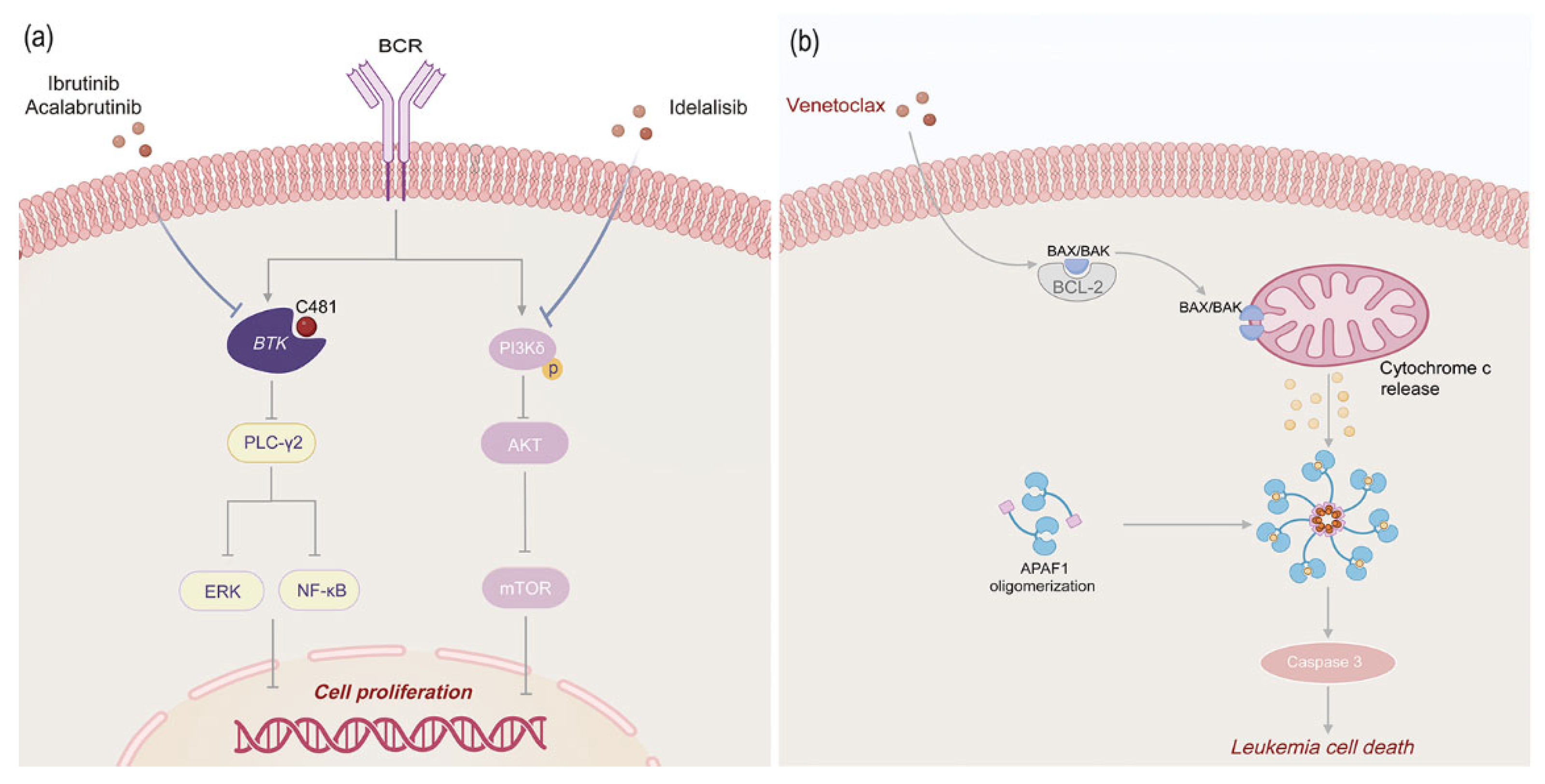 Biomedicines 13 01652 g003 Biomedicines 13 01652 g003