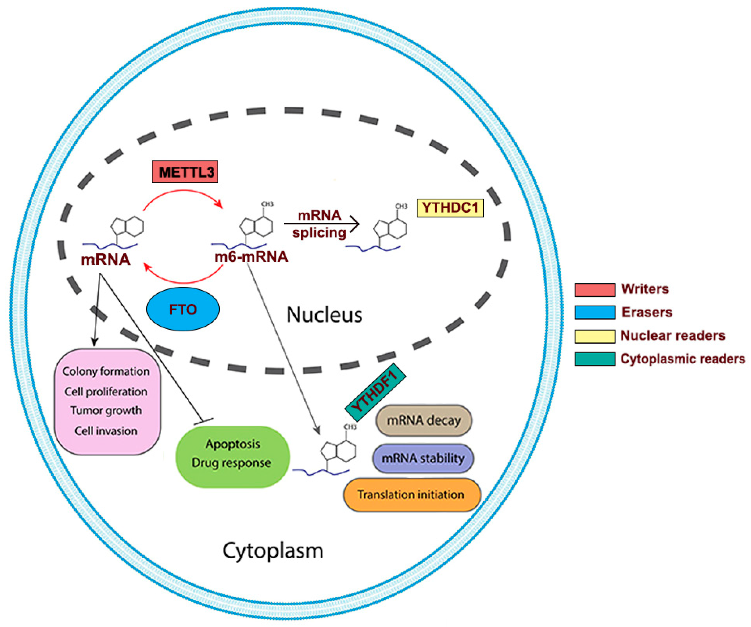 Biomedicines 13 01653 g001