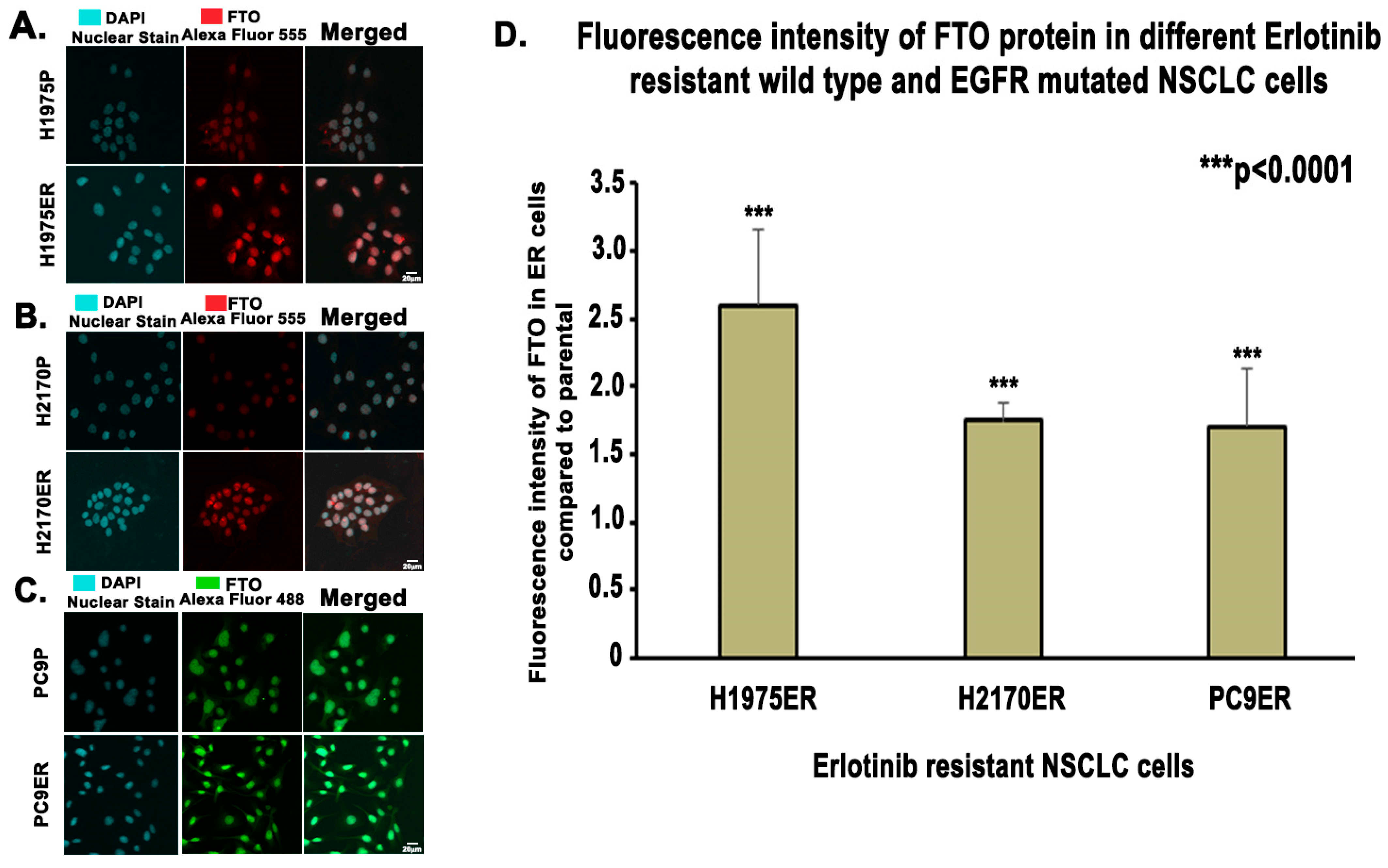 Biomedicines 13 01653 g002