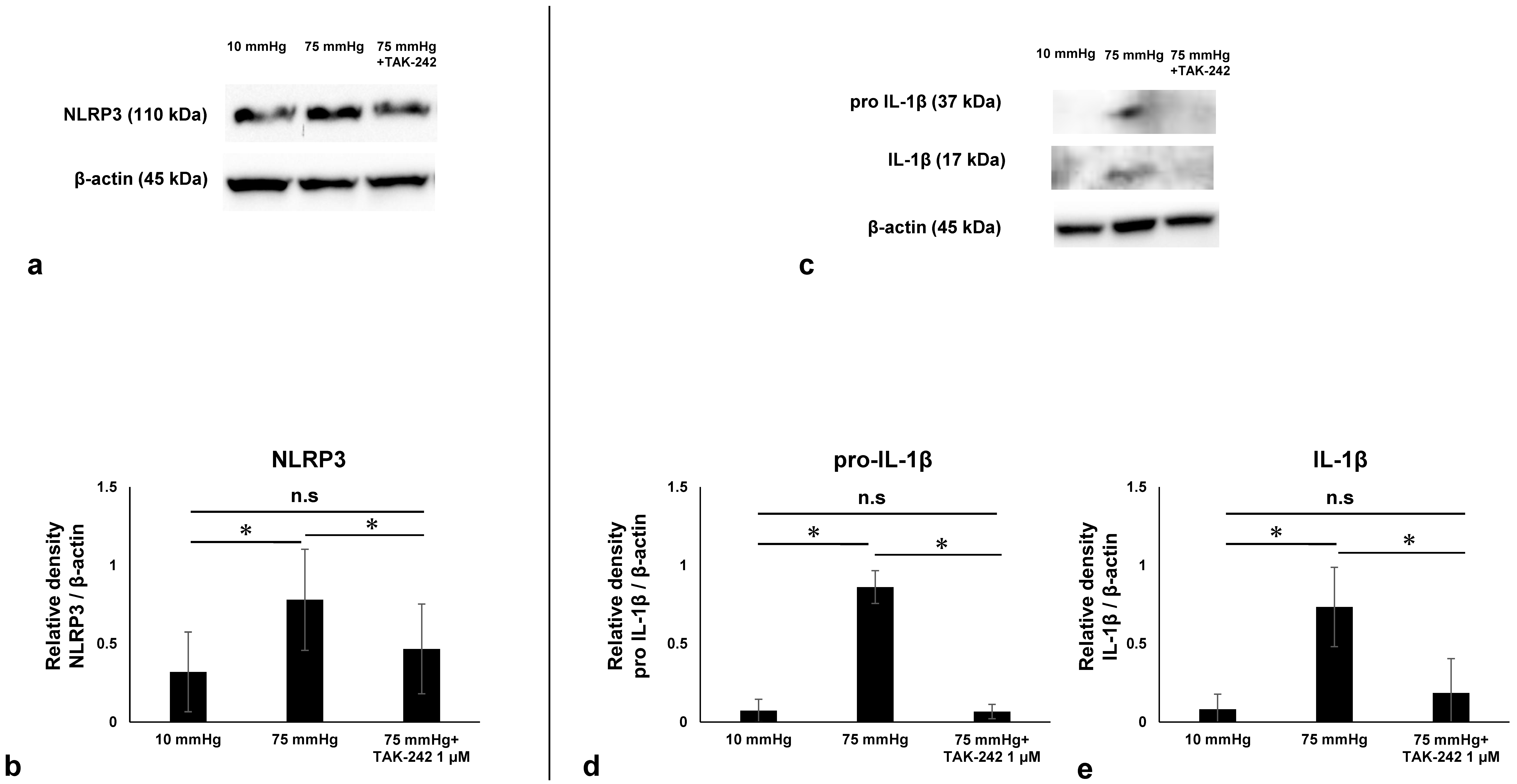 Biomedicines 13 01670 g002