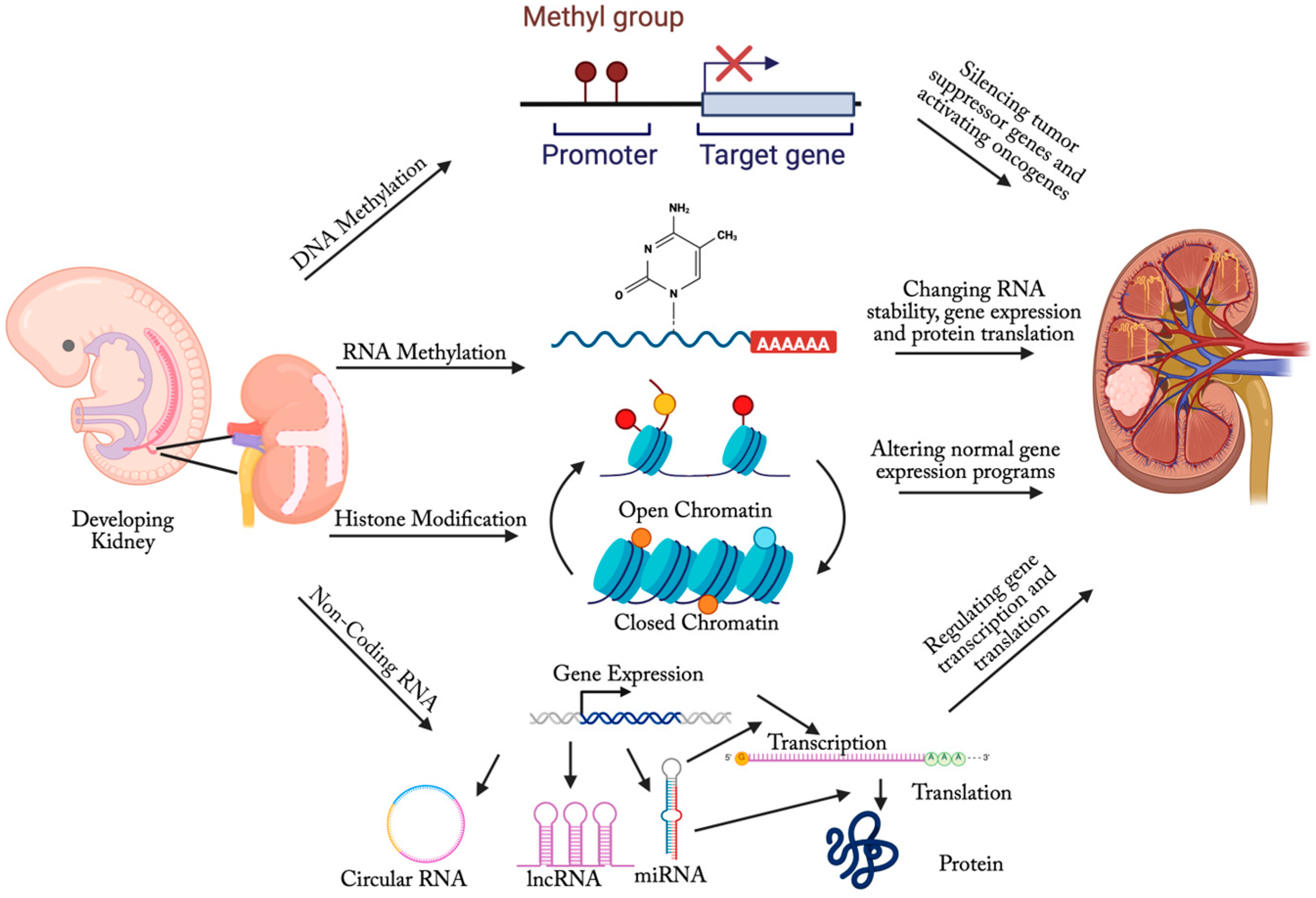 Biomedicines 13 01678 g001