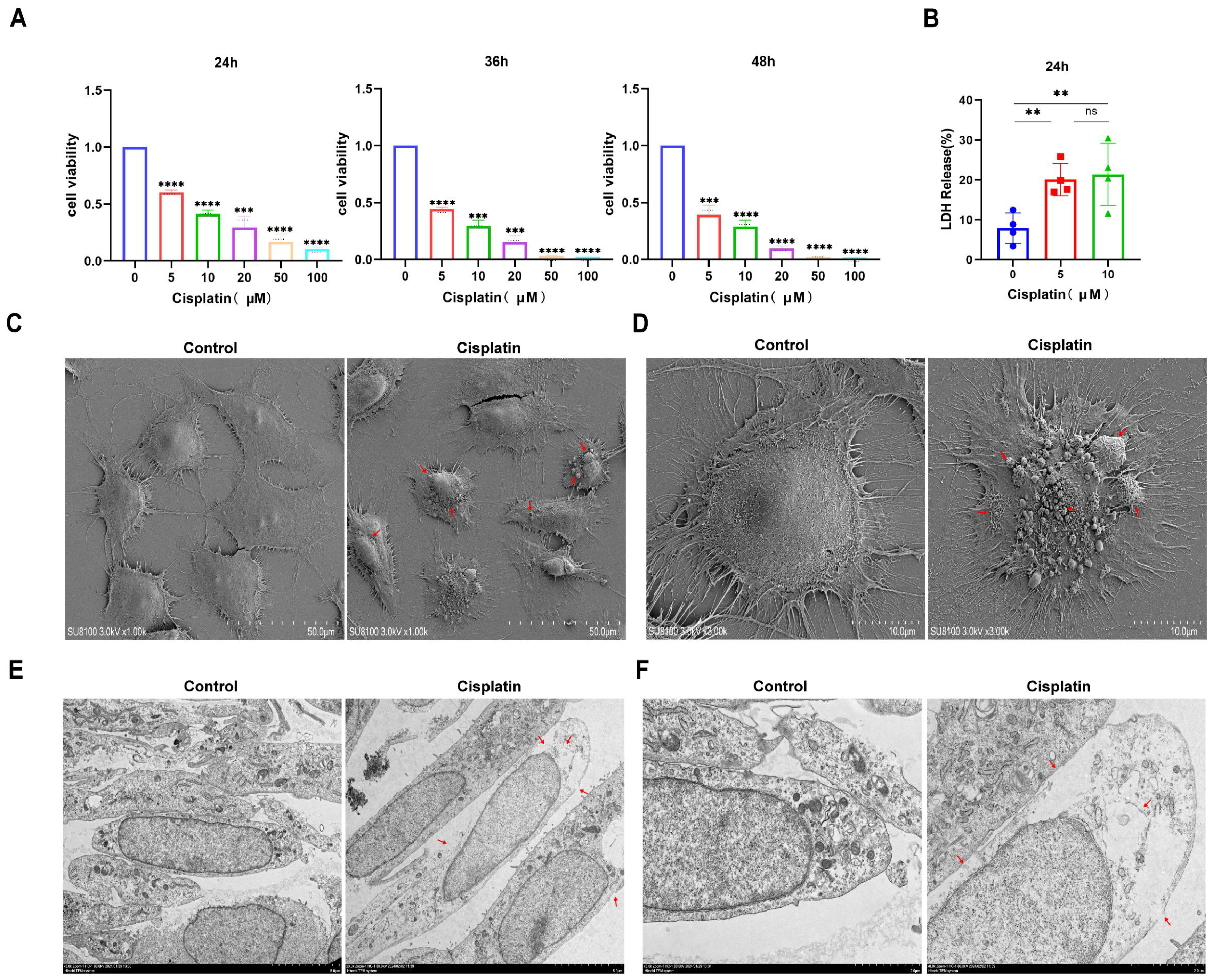 Biomedicines 13 01680 g001