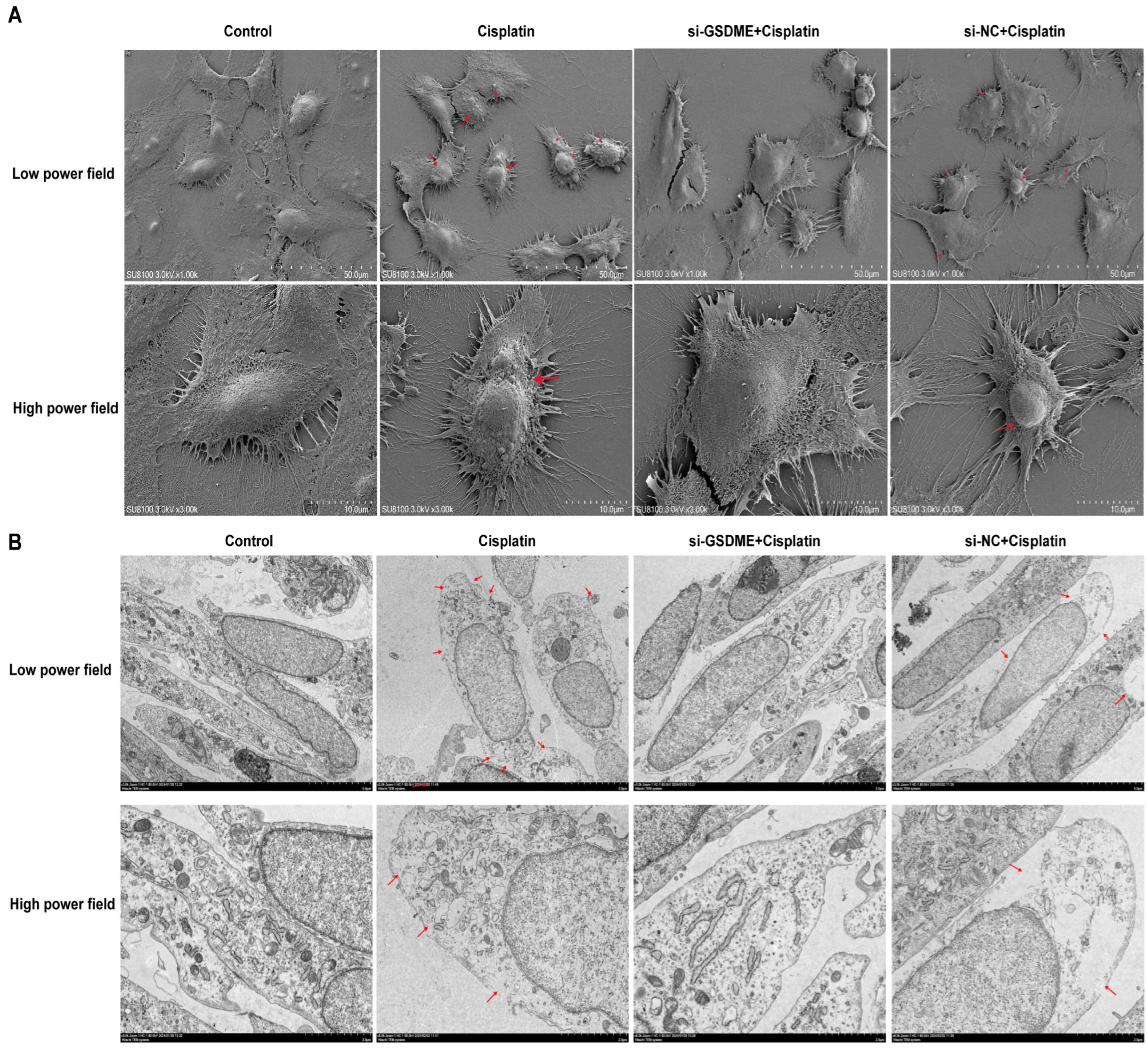 Biomedicines 13 01680 g004