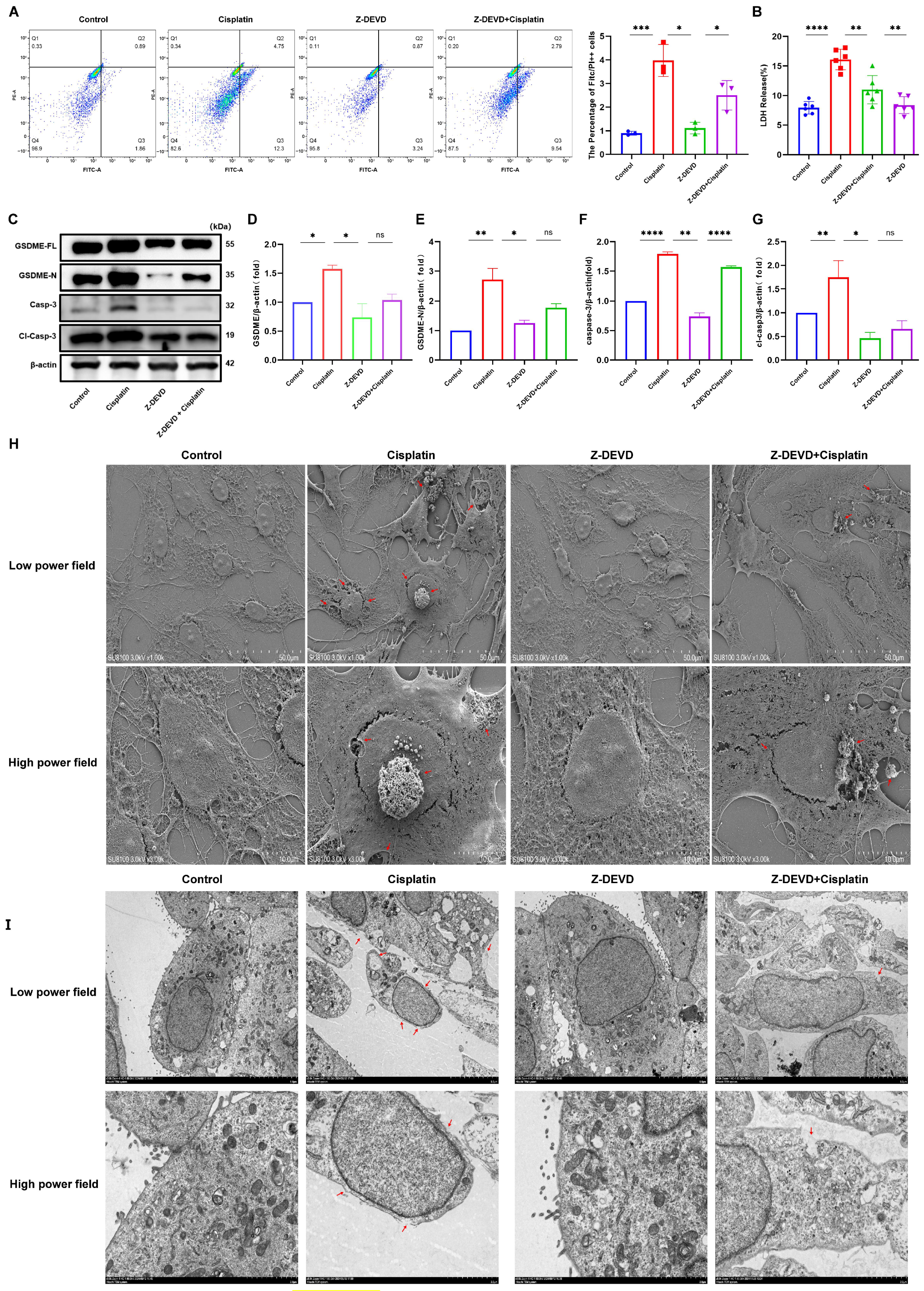 Biomedicines 13 01680 g005