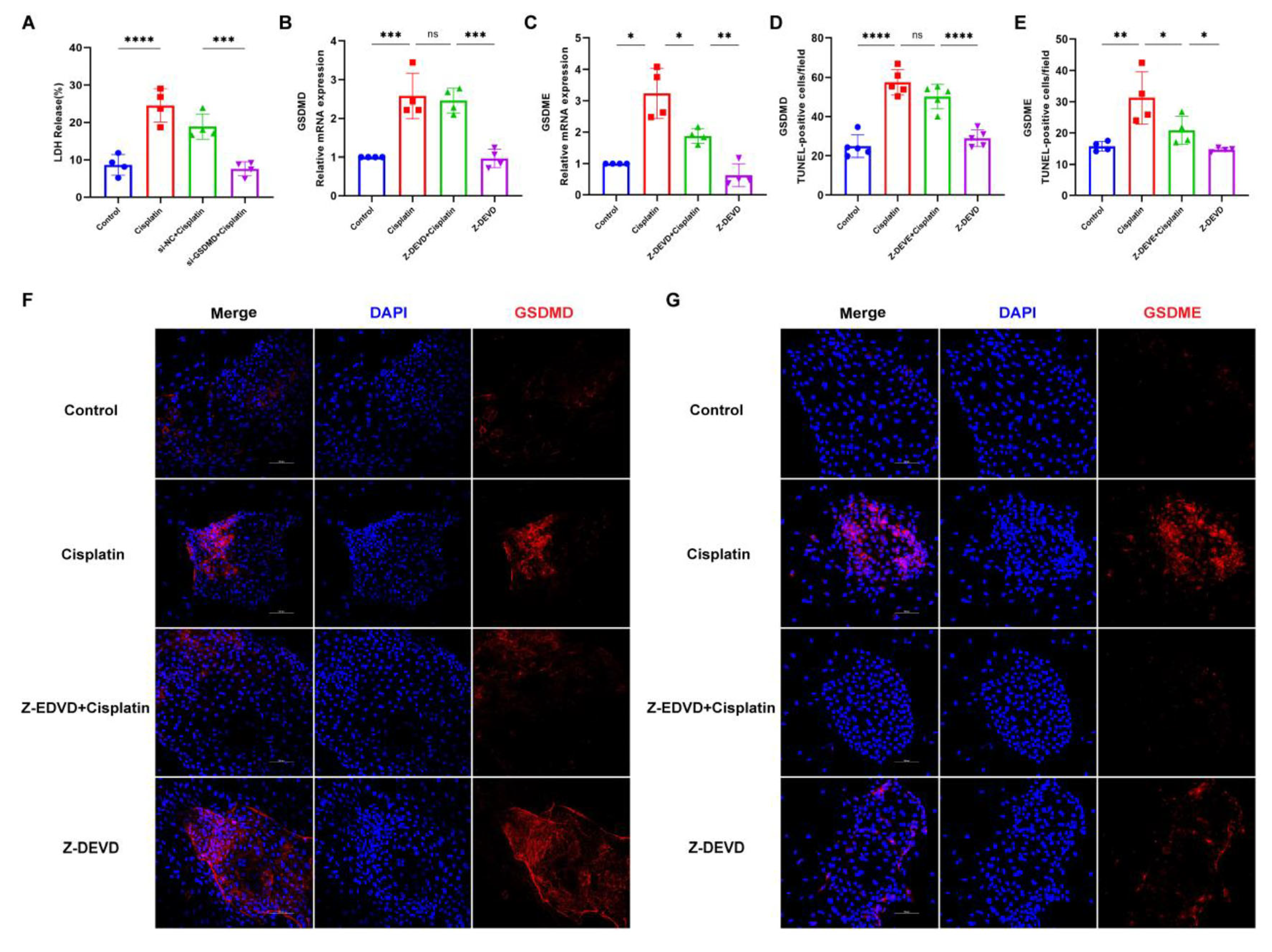 Biomedicines 13 01680 g006