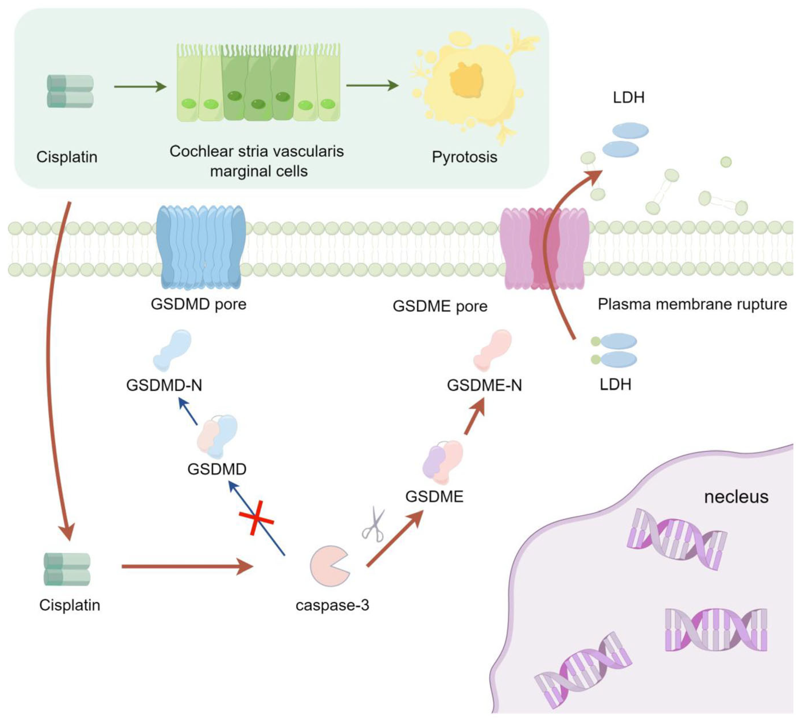 Biomedicines 13 01680 g007