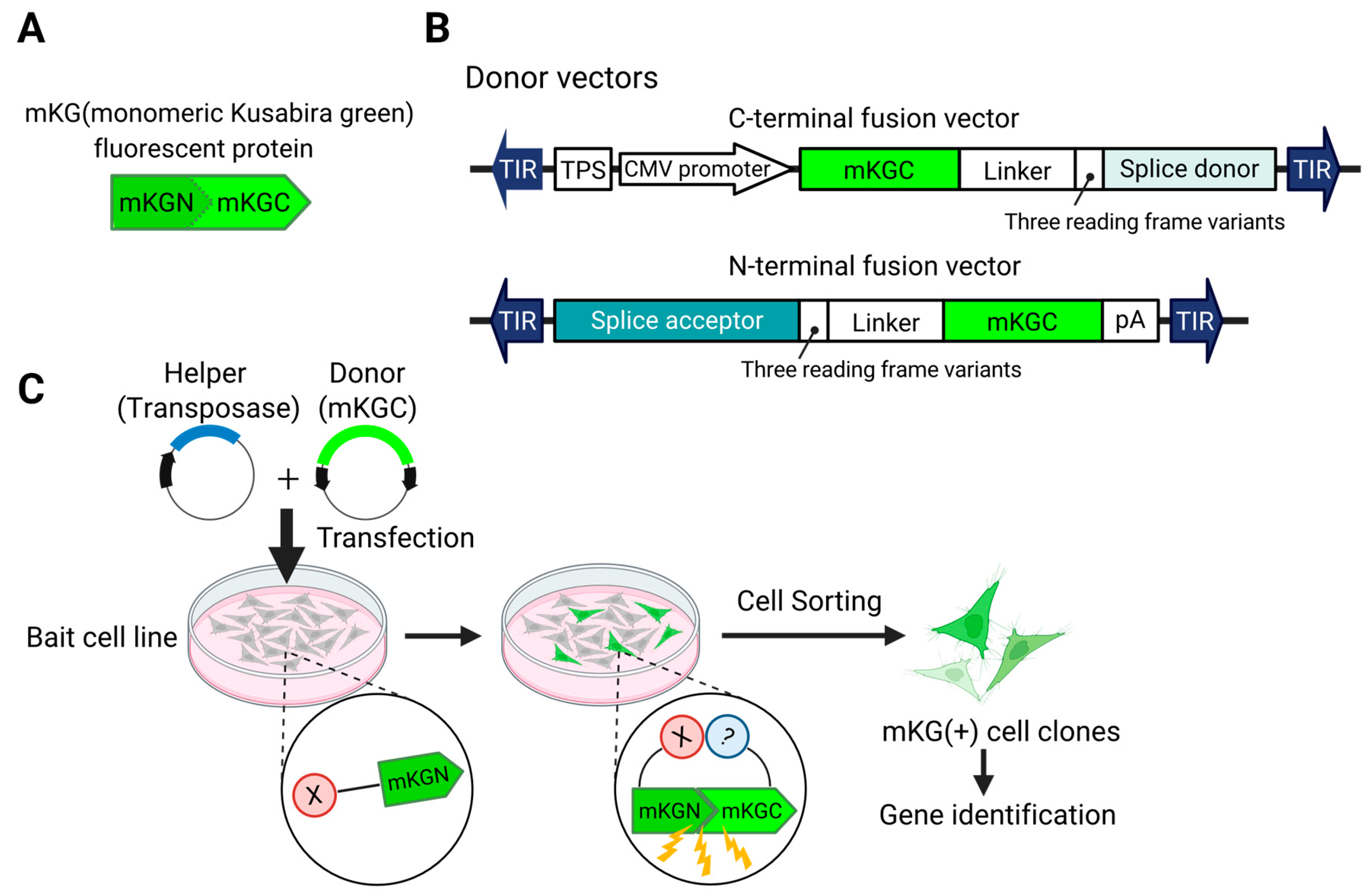 Biomedicines 13 01682 g002