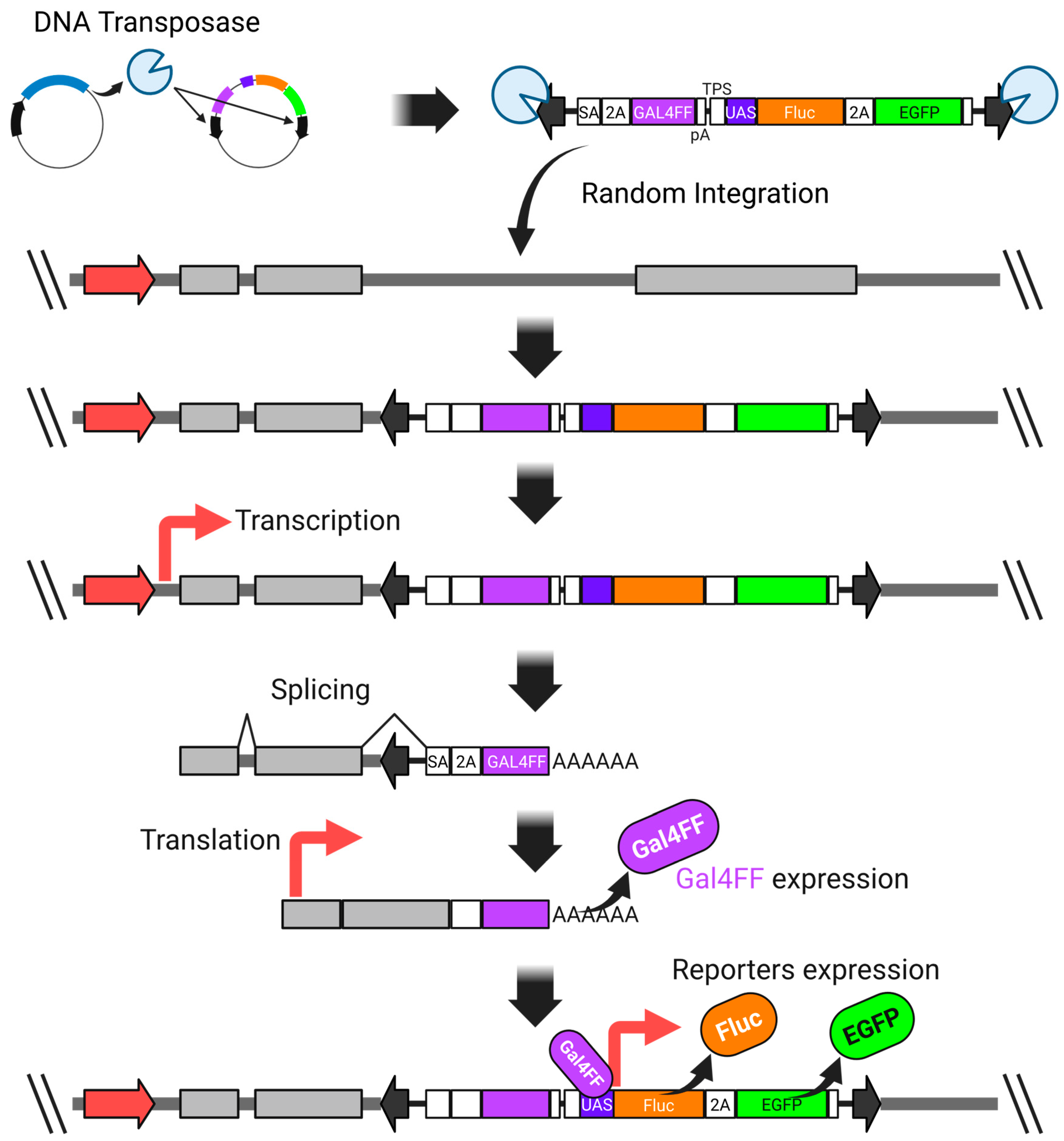 Biomedicines 13 01682 g003