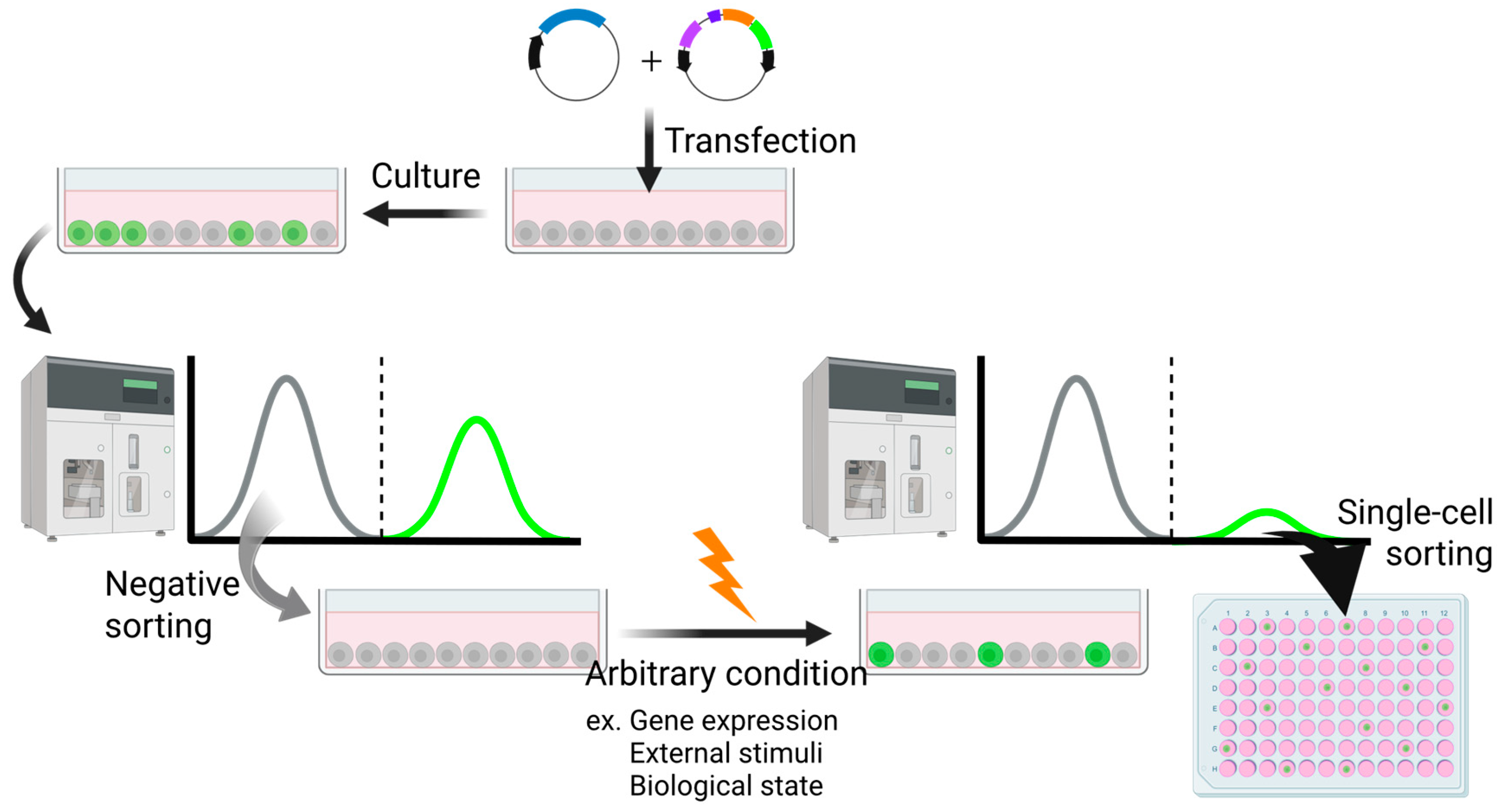 Biomedicines 13 01682 g004