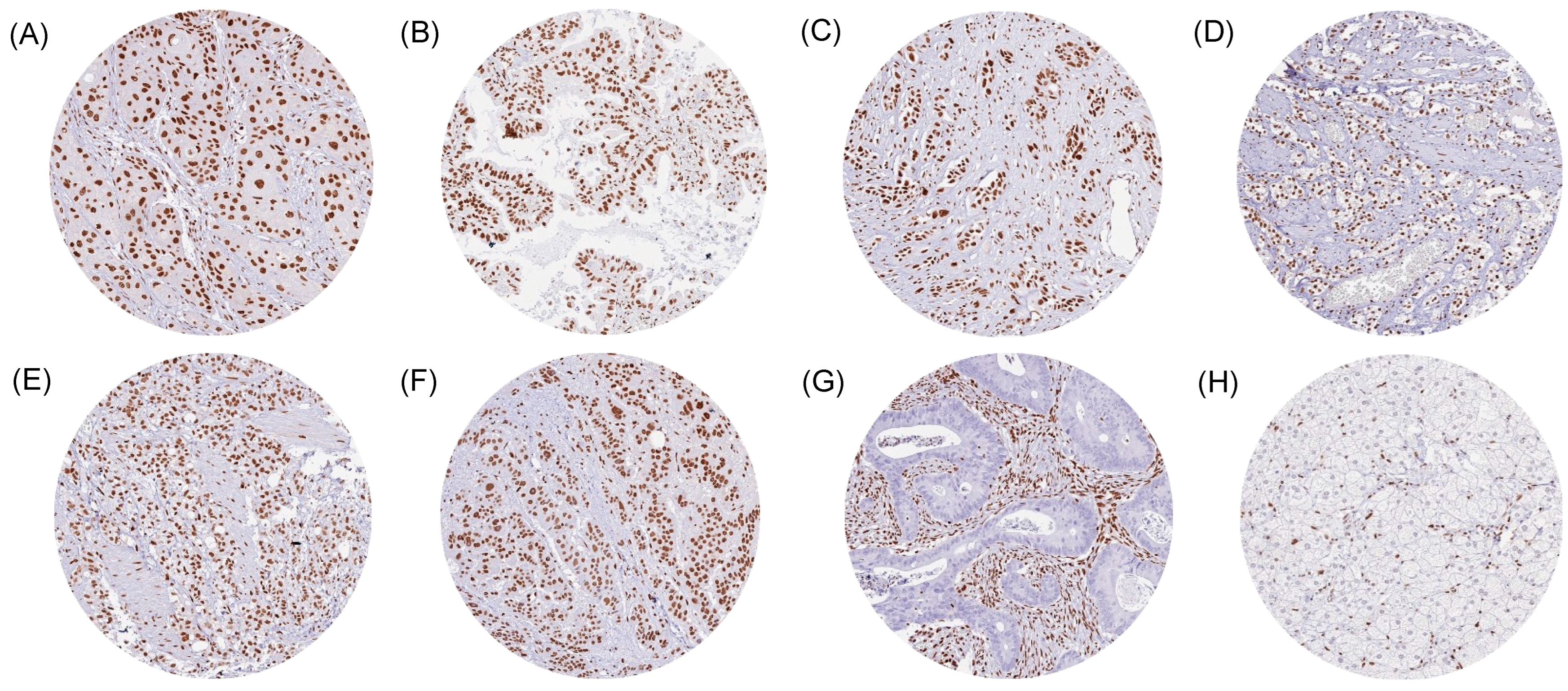 Biomedicines 13 01683 g002