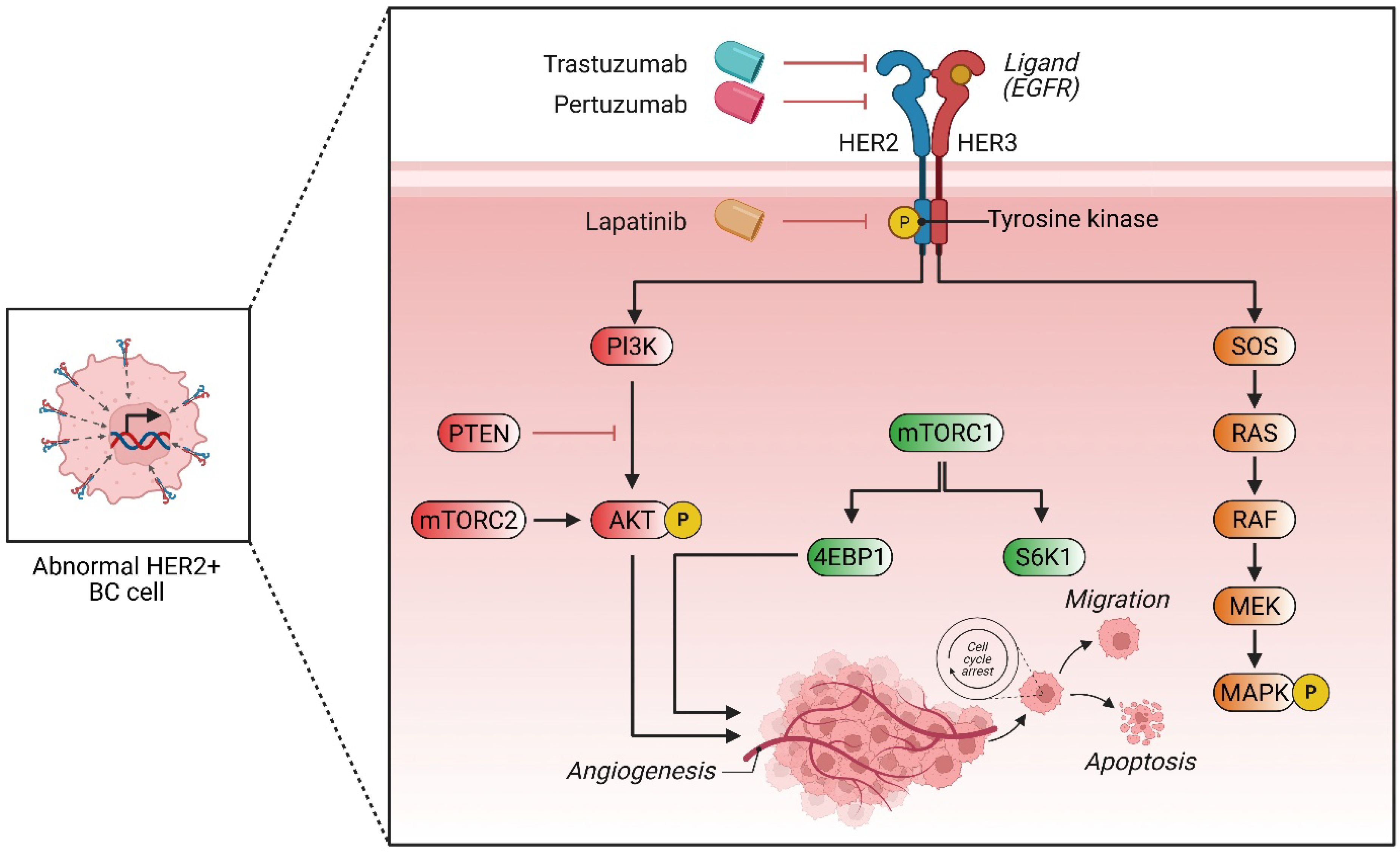 Biomedicines 13 01691 g002
