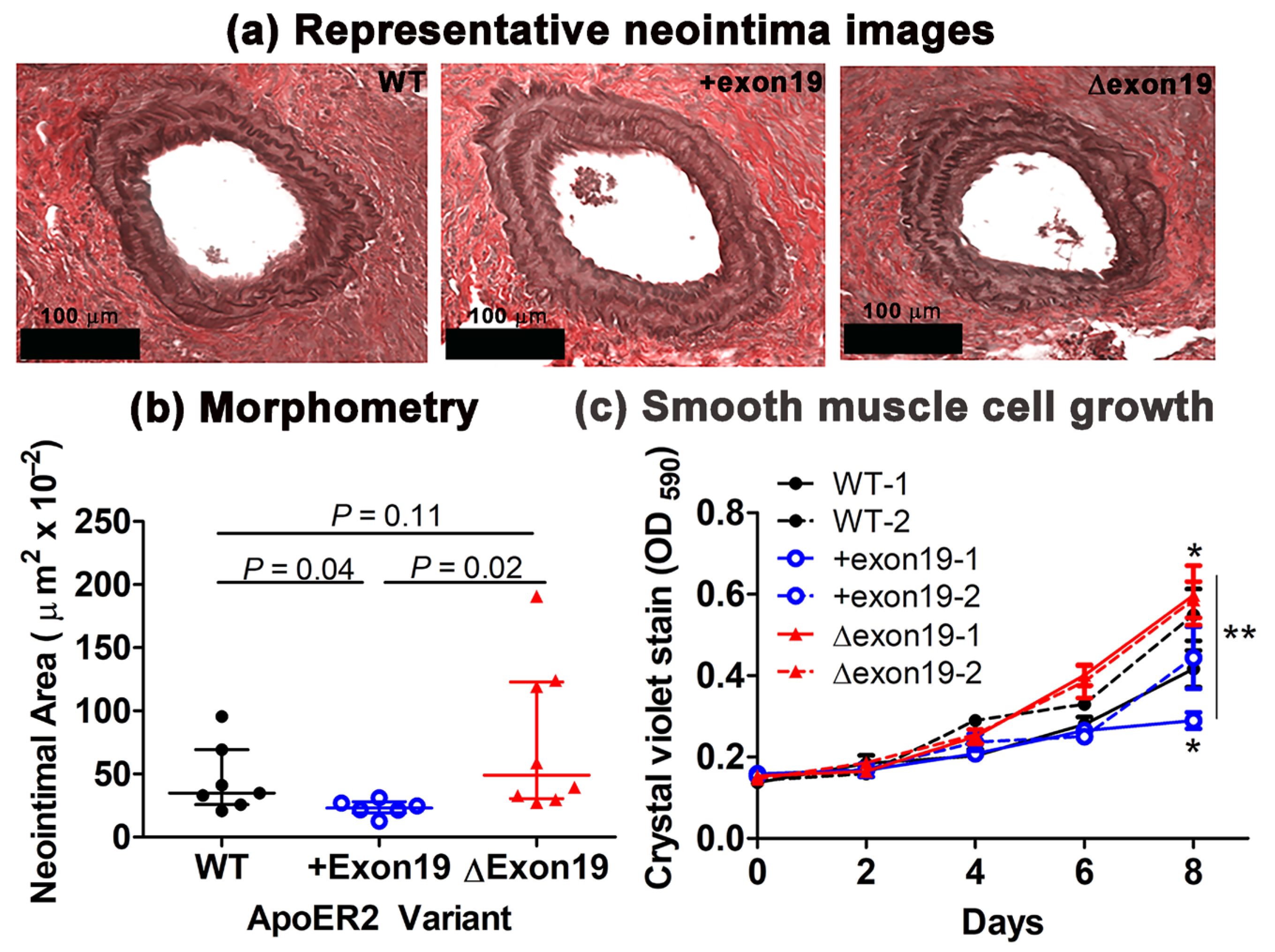 Biomedicines 13 01692 g001
