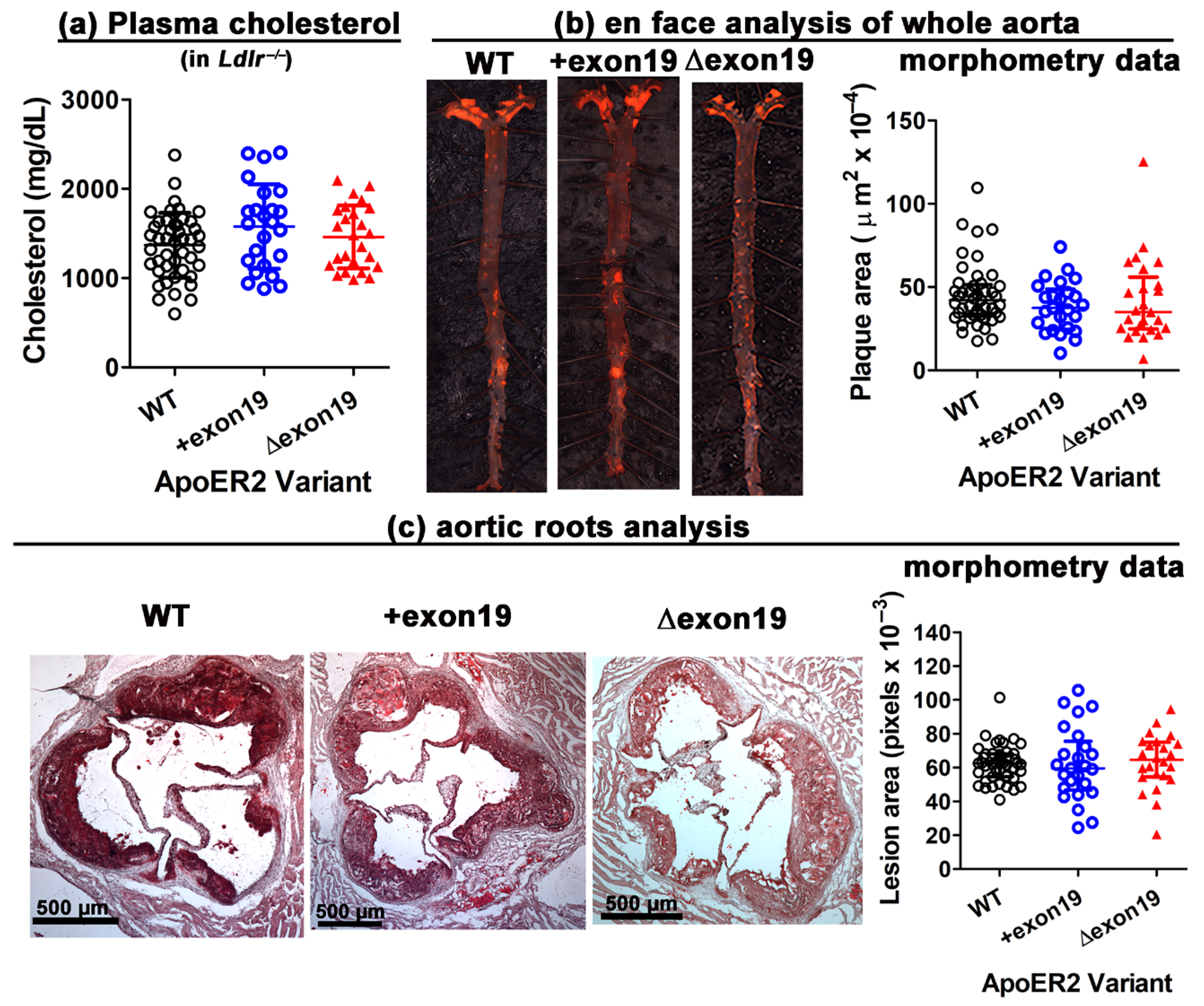 Biomedicines 13 01692 g002
