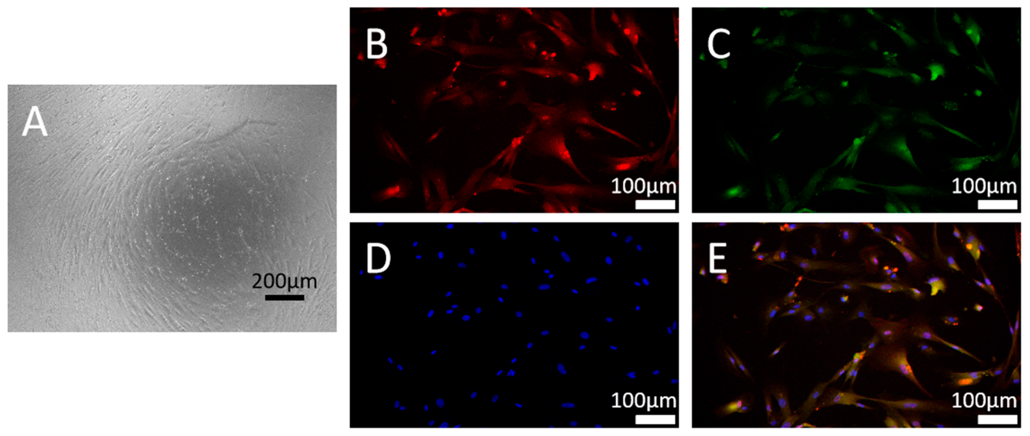 Biomedicines 13 01701 g001