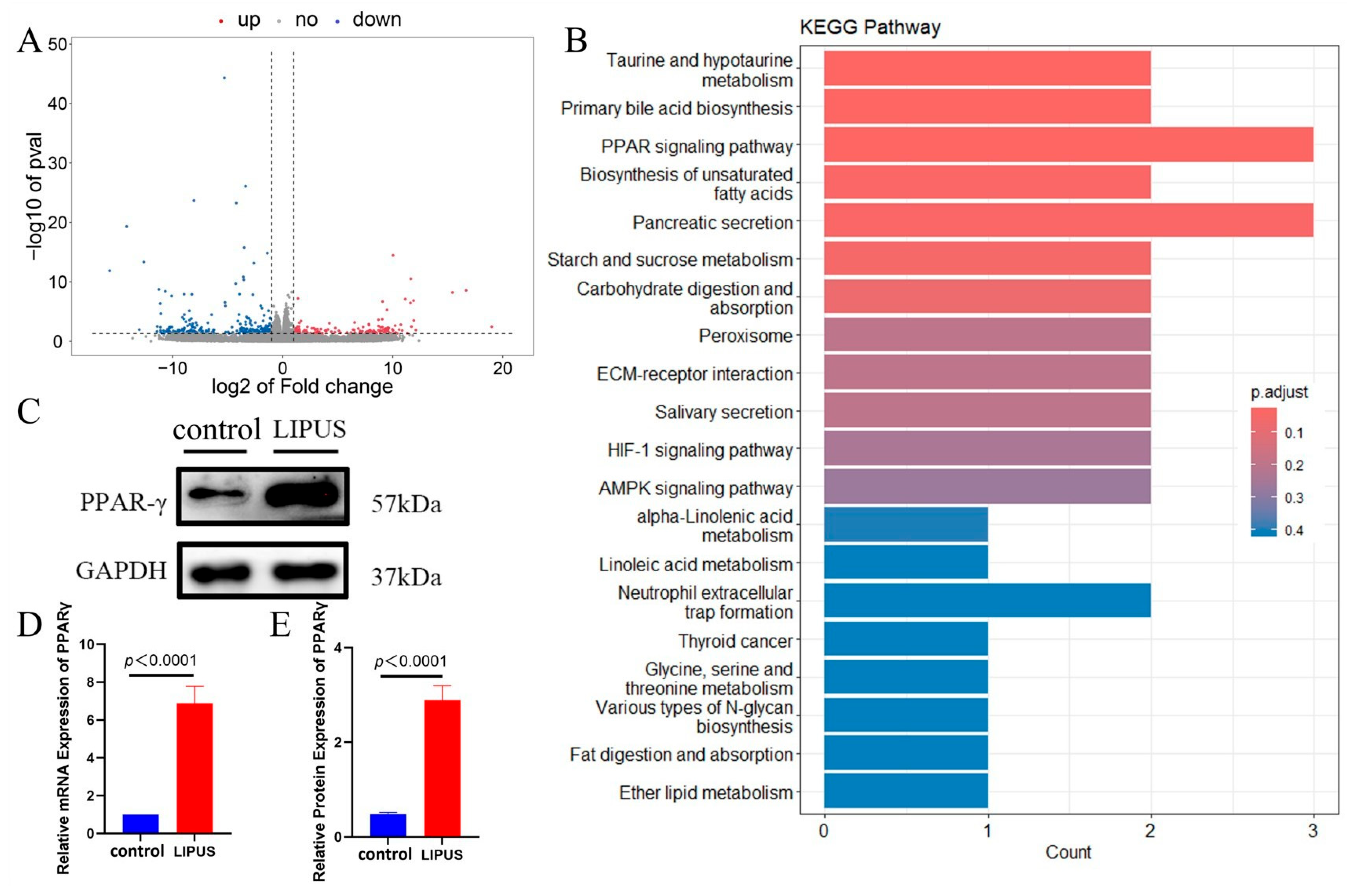 Biomedicines 13 01701 g004