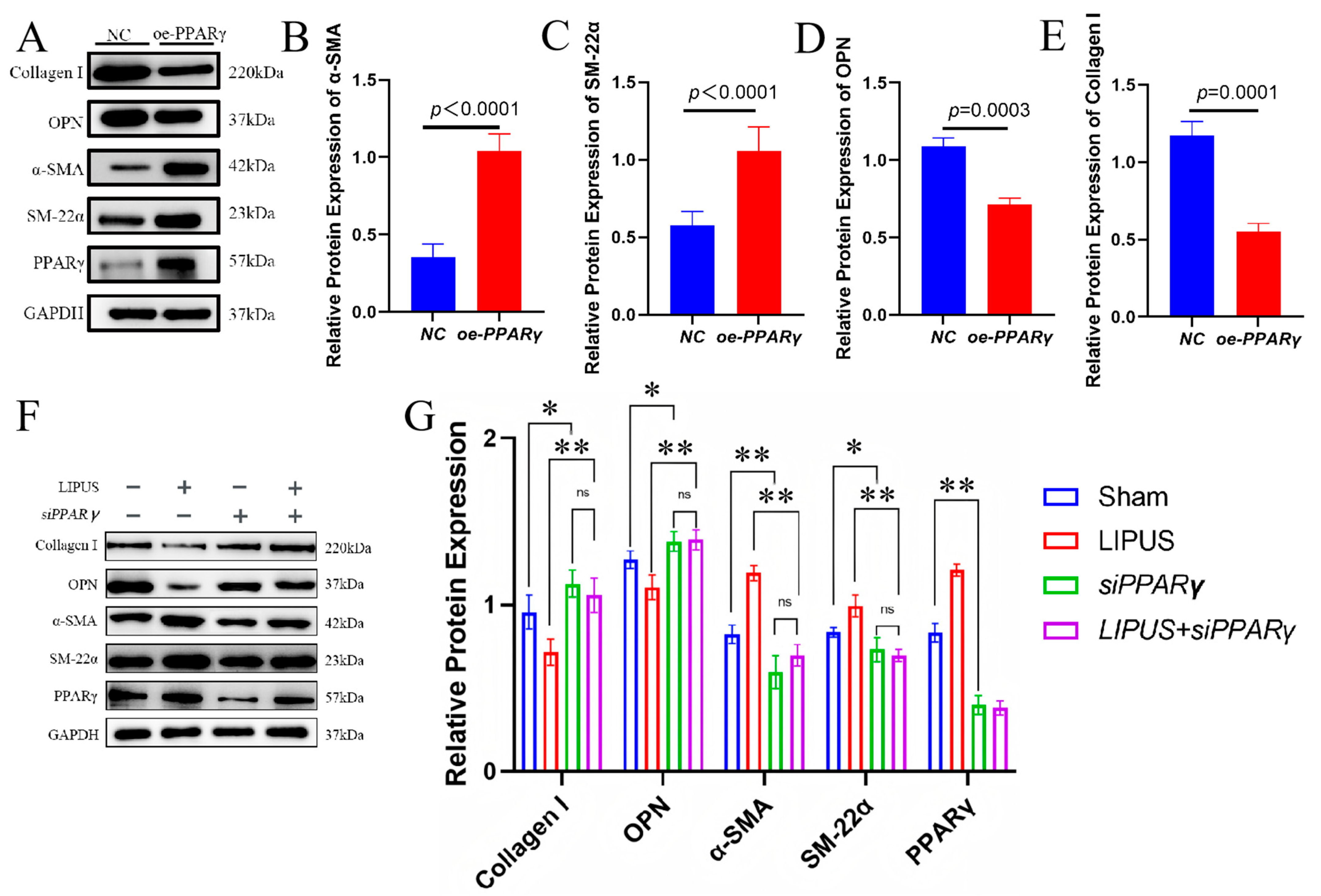 Biomedicines 13 01701 g005