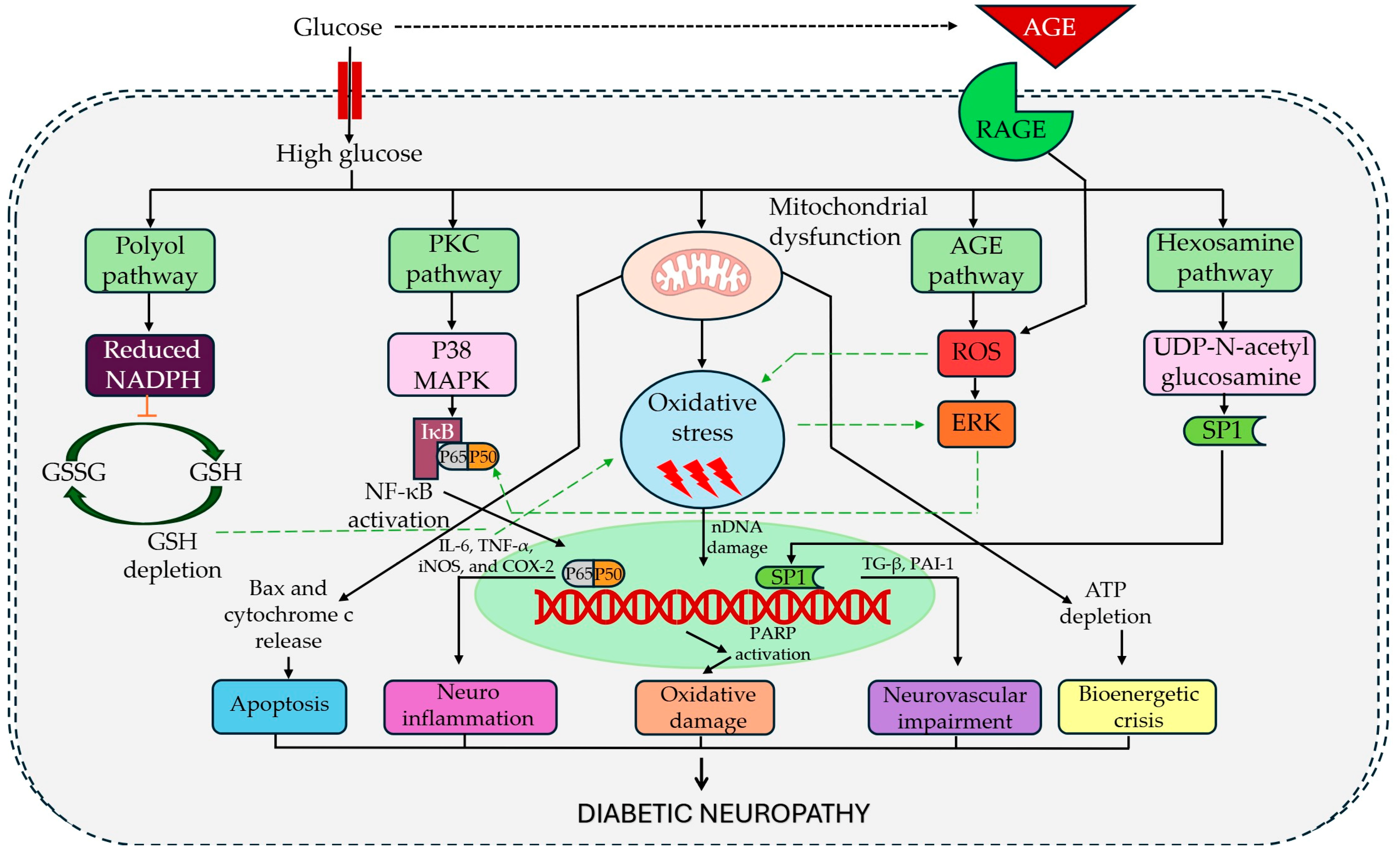 Biomedicines 13 01709 g001