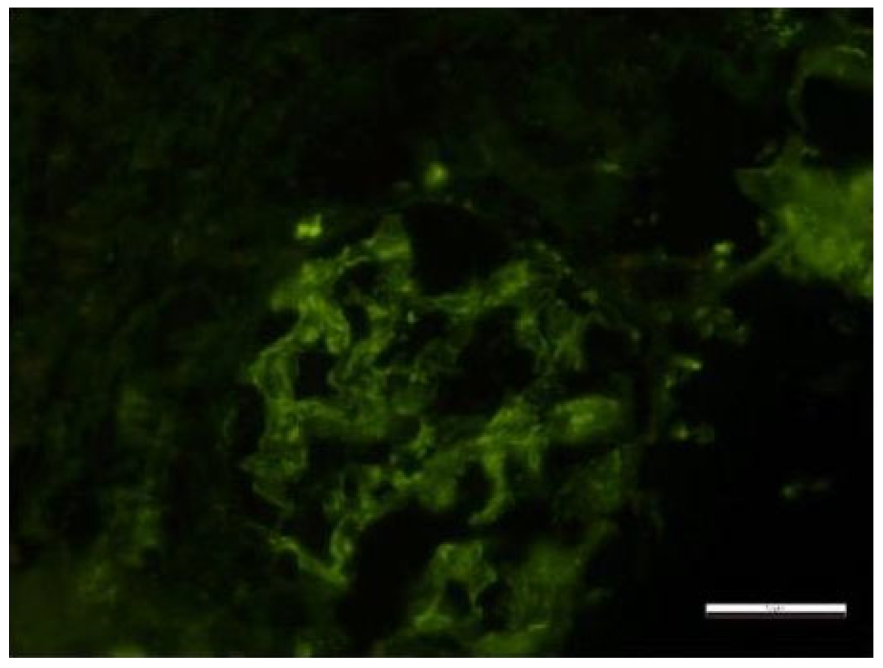 Biomedicines 13 01721 g016