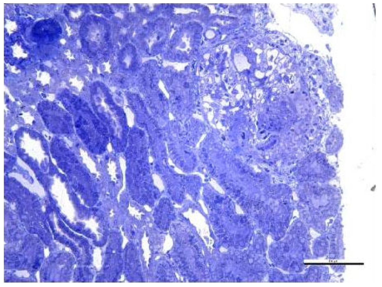 Biomedicines 13 01721 g017