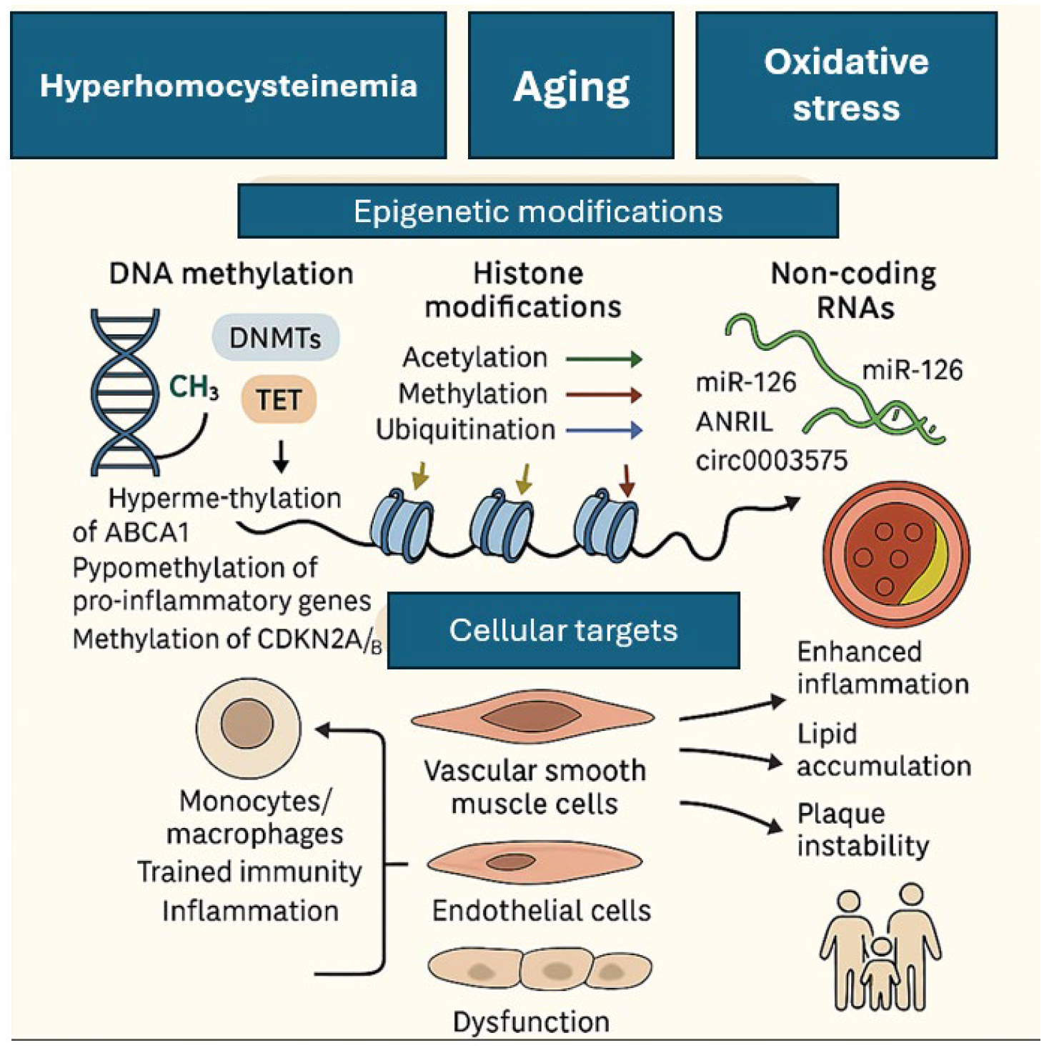 Biomedicines 13 01723 g002