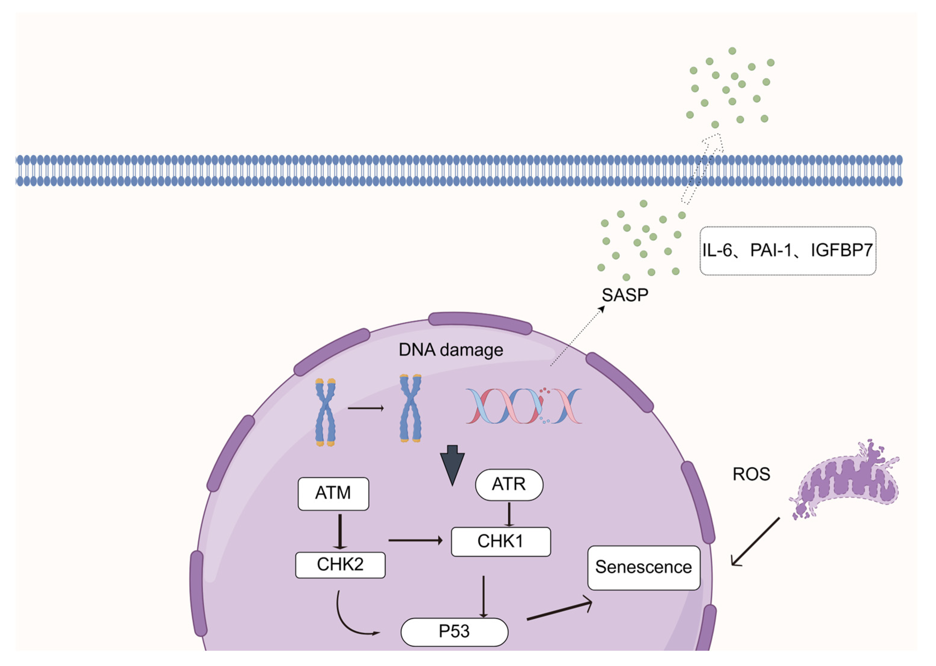 Biomedicines 13 01727 g001