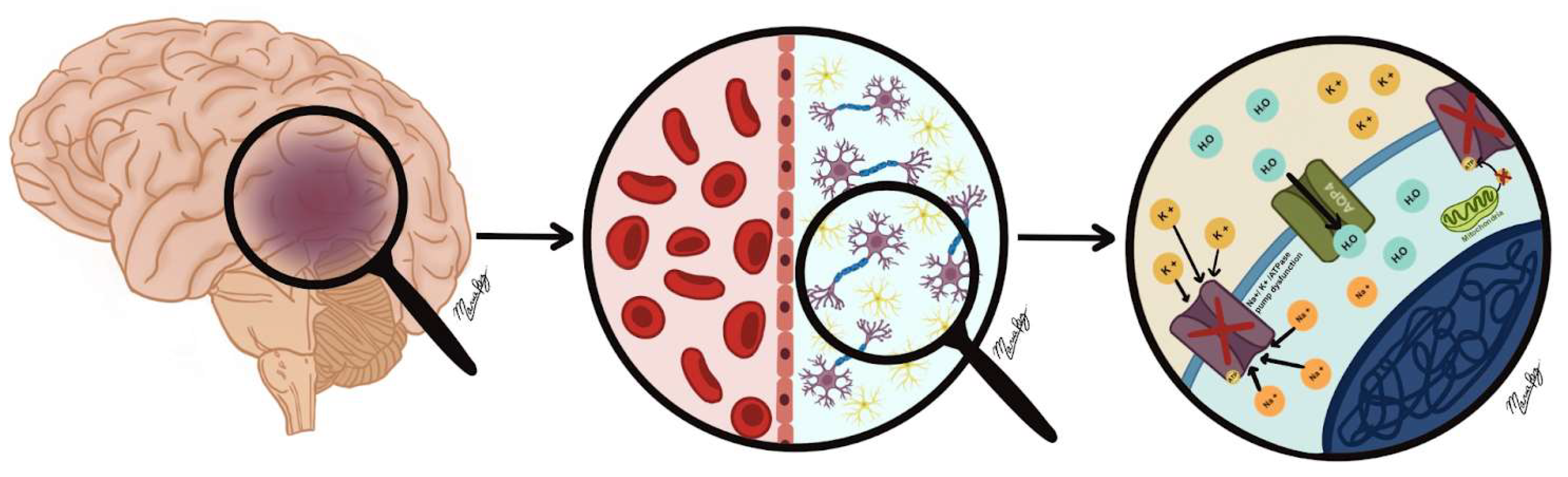 Biomedicines 13 01728 g001 Biomedicines 13 01728 g001