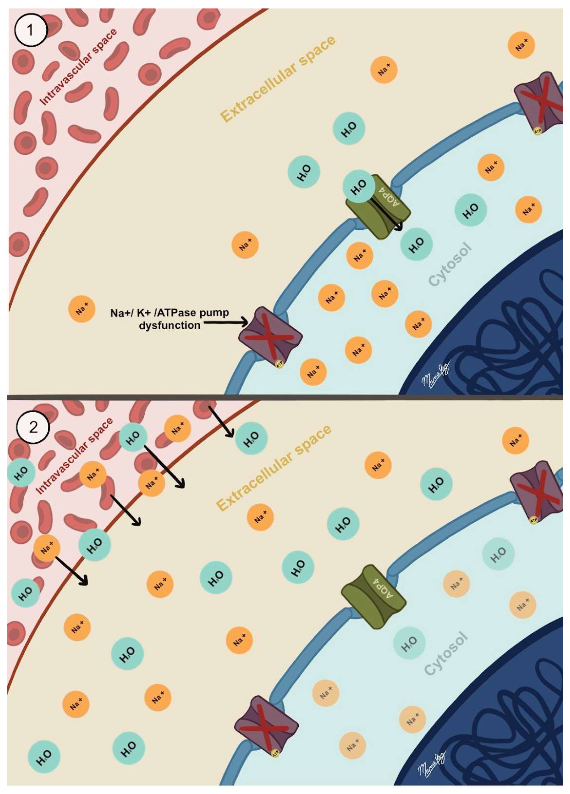 Biomedicines 13 01728 g002 Biomedicines 13 01728 g002