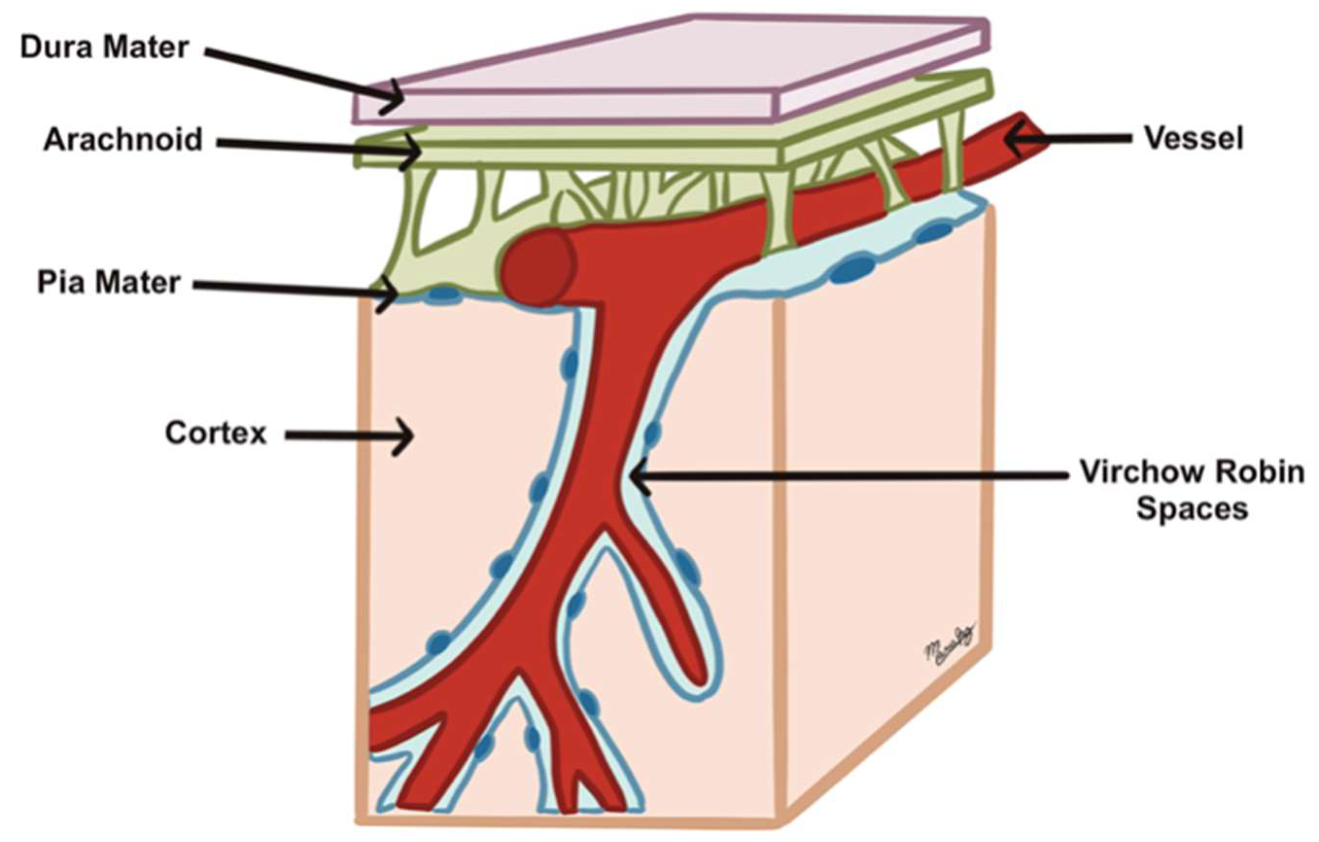 Biomedicines 13 01728 g005 Biomedicines 13 01728 g005