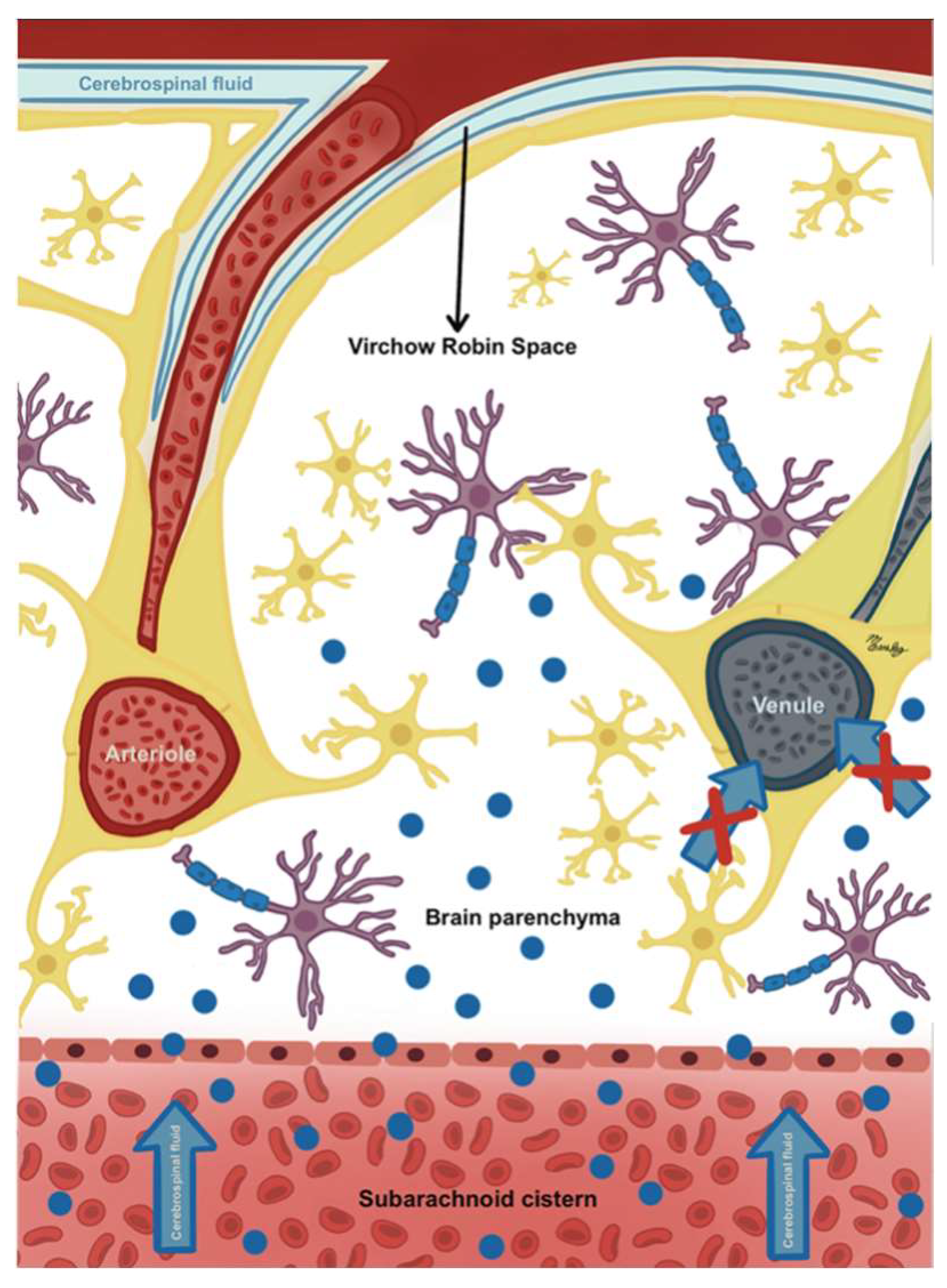 Biomedicines 13 01728 g006 Biomedicines 13 01728 g006