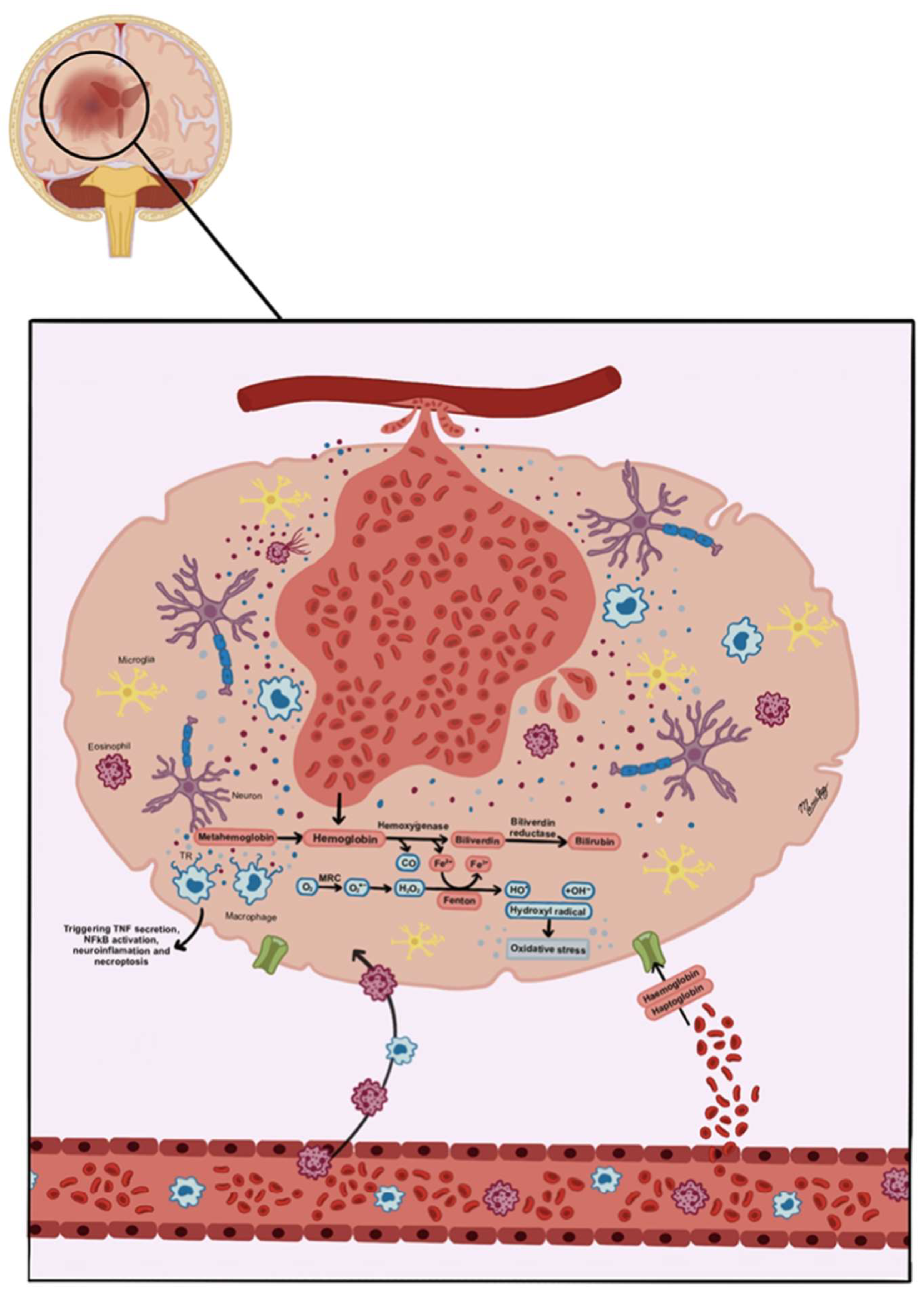 Biomedicines 13 01728 g008 Biomedicines 13 01728 g008