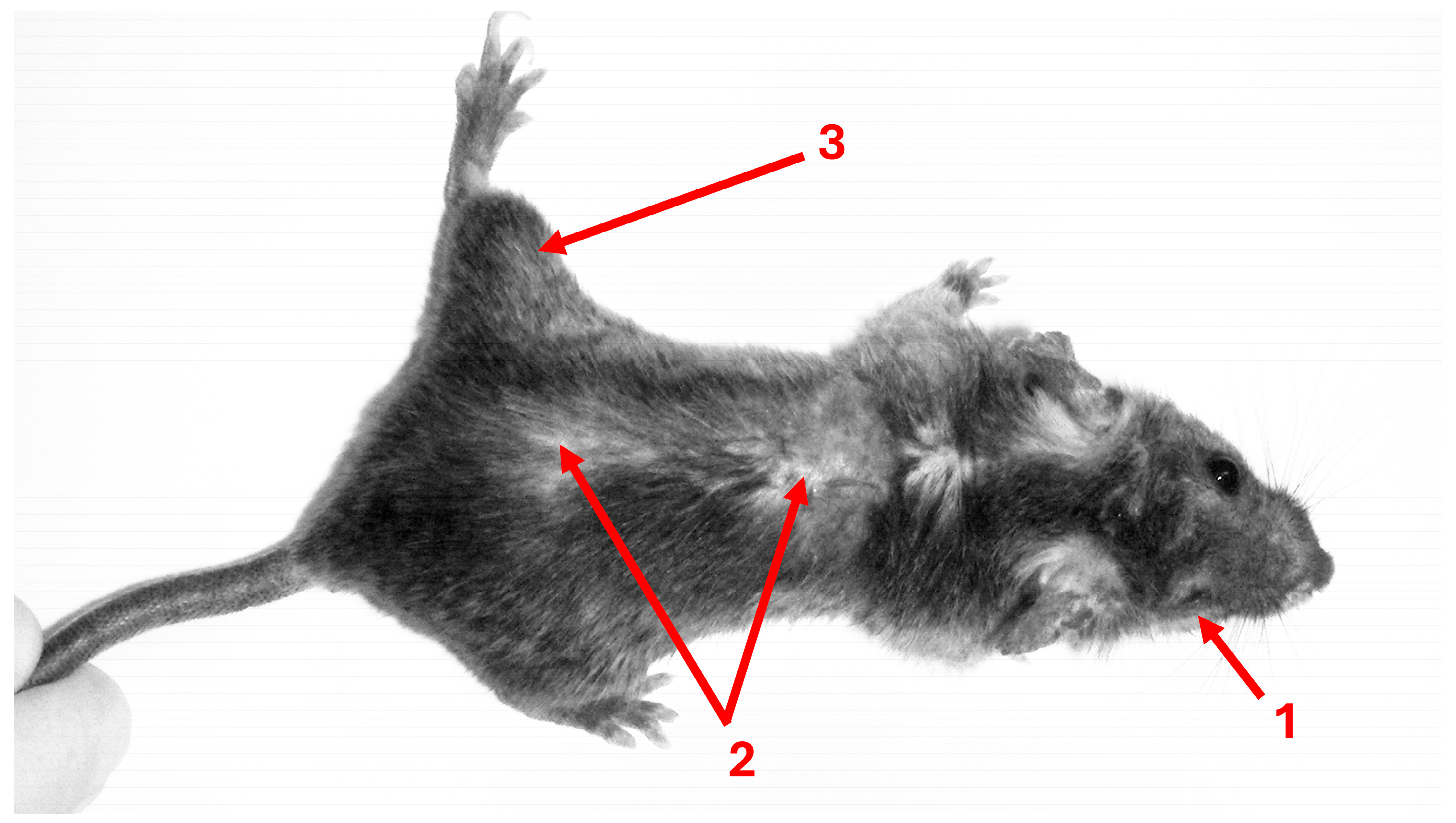 Biomedicines 13 01731 g002