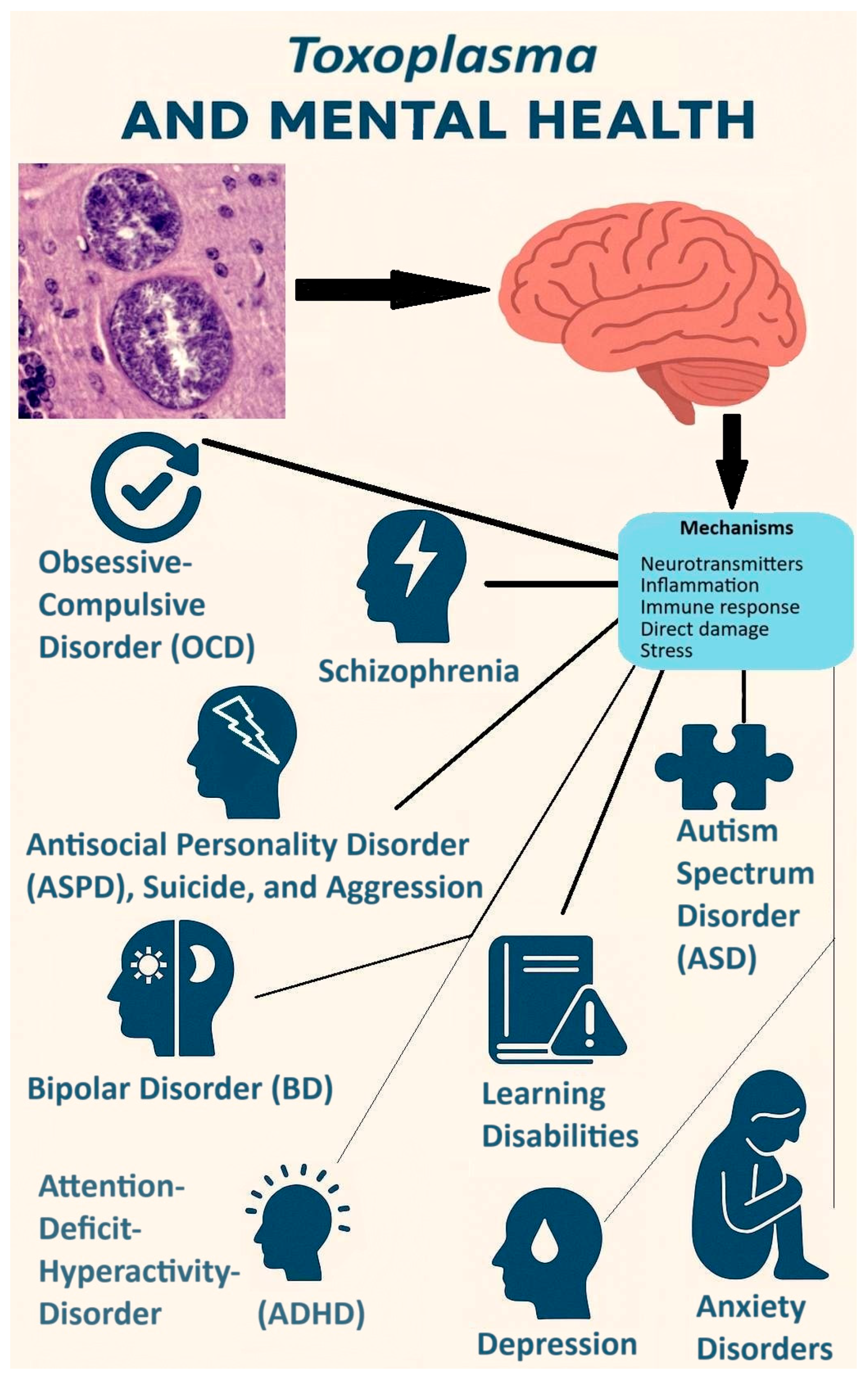 Biomedicines 13 01731 g006