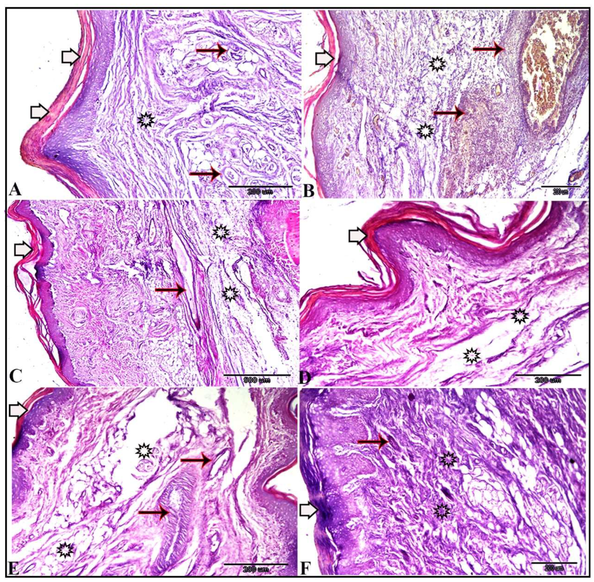 Biomedicines 13 01732 g008