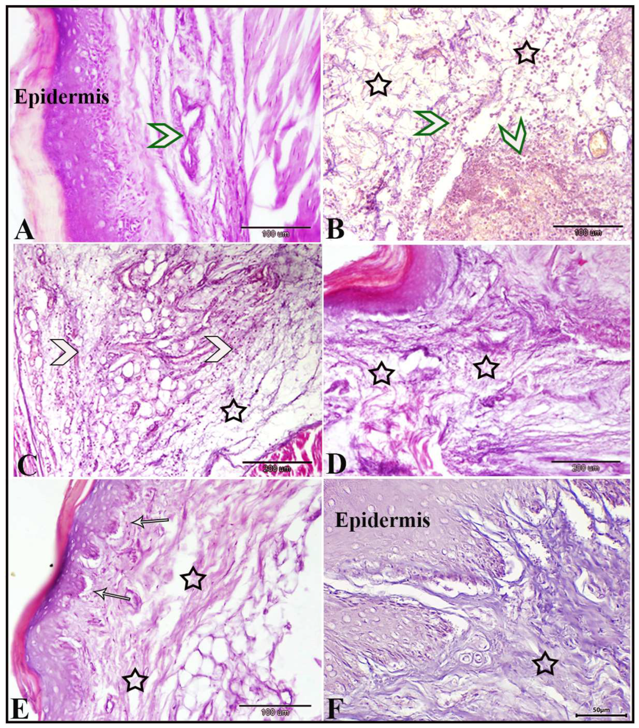 Biomedicines 13 01732 g009