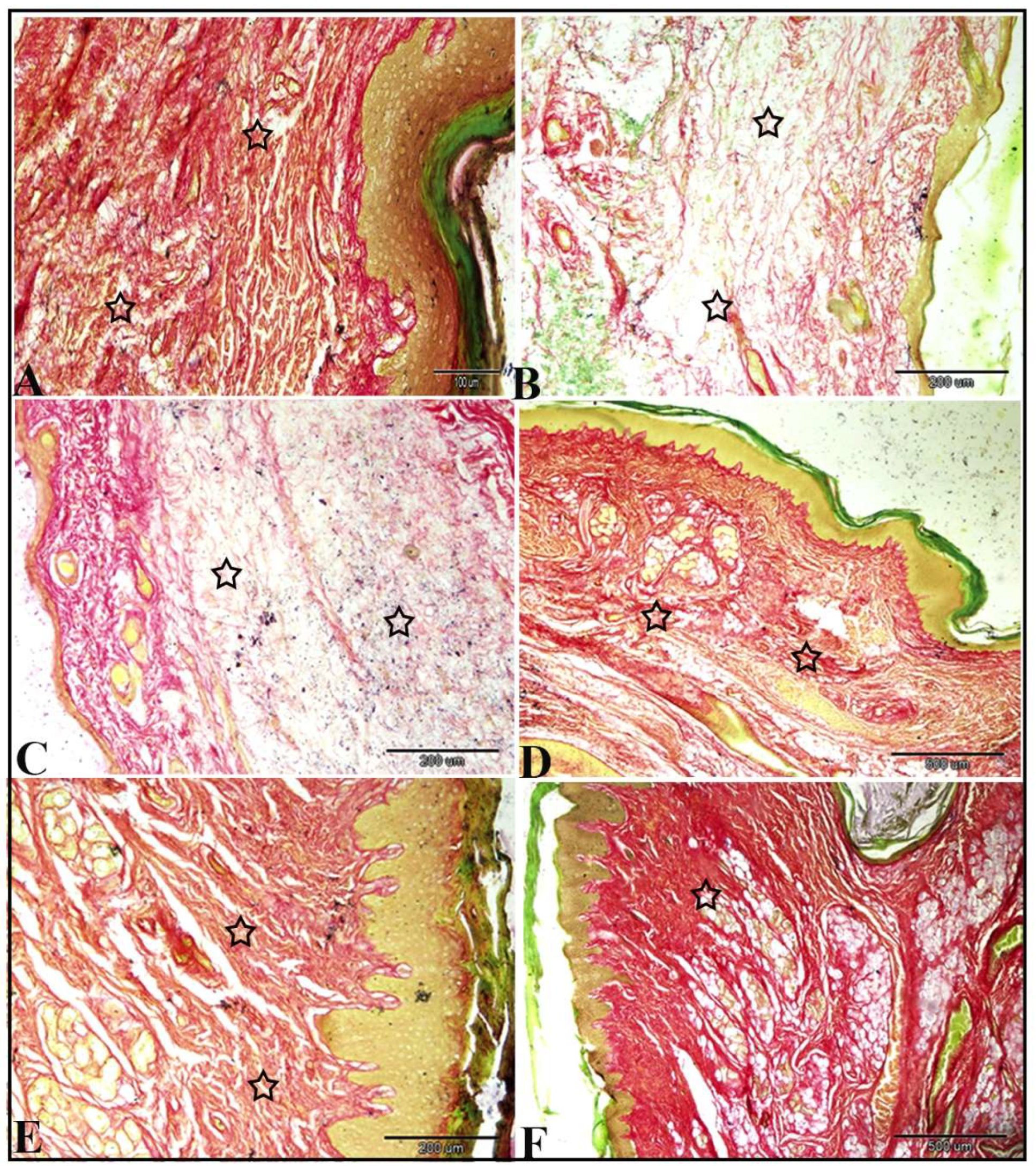 Biomedicines 13 01732 g010
