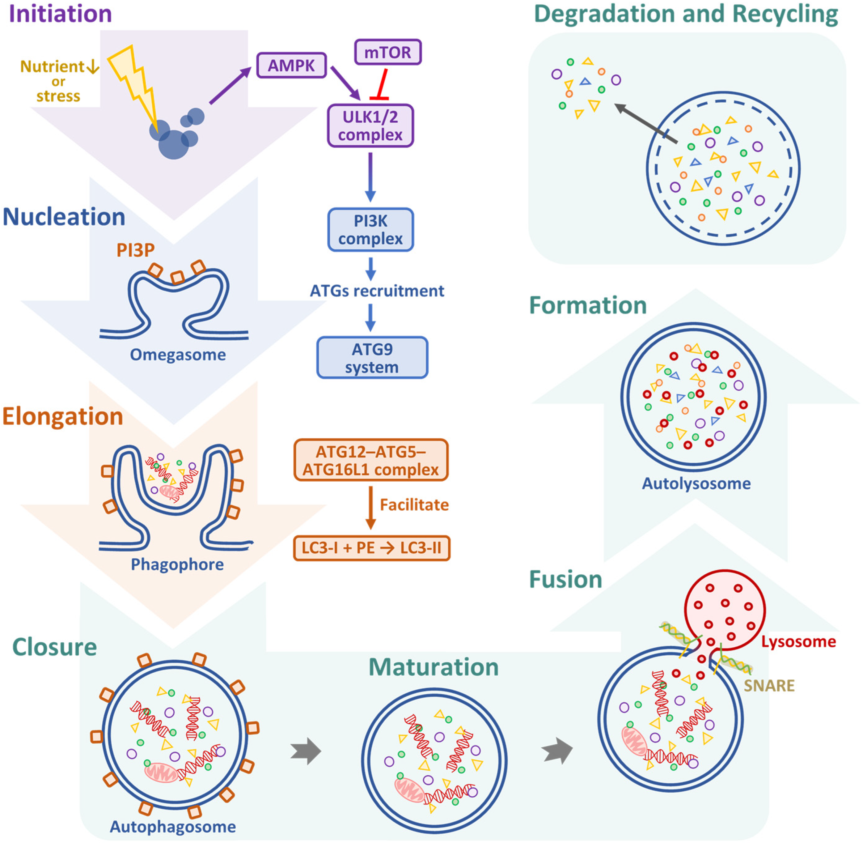 Biomedicines 13 01745 g002