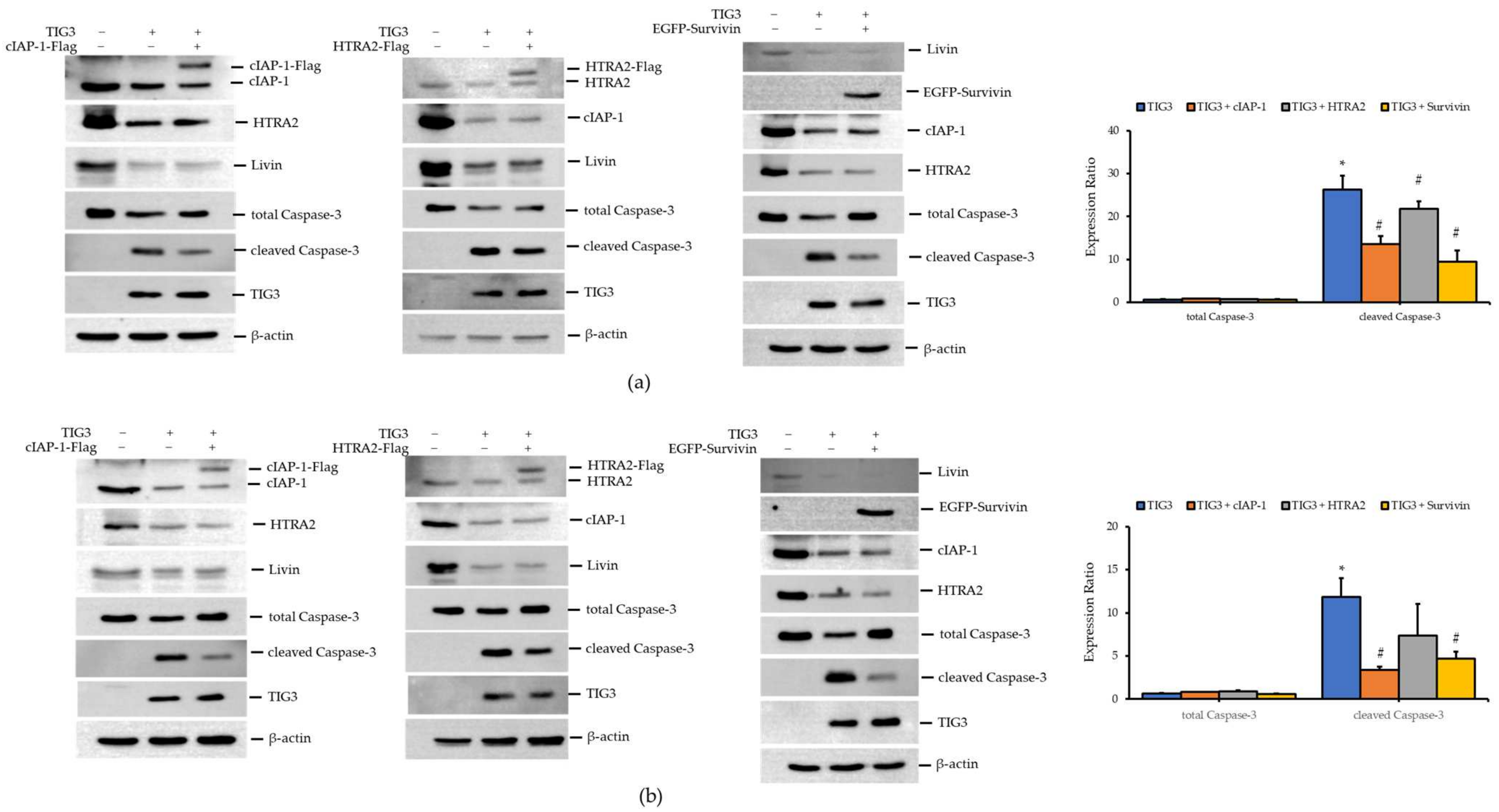 Biomedicines 13 01749 g004