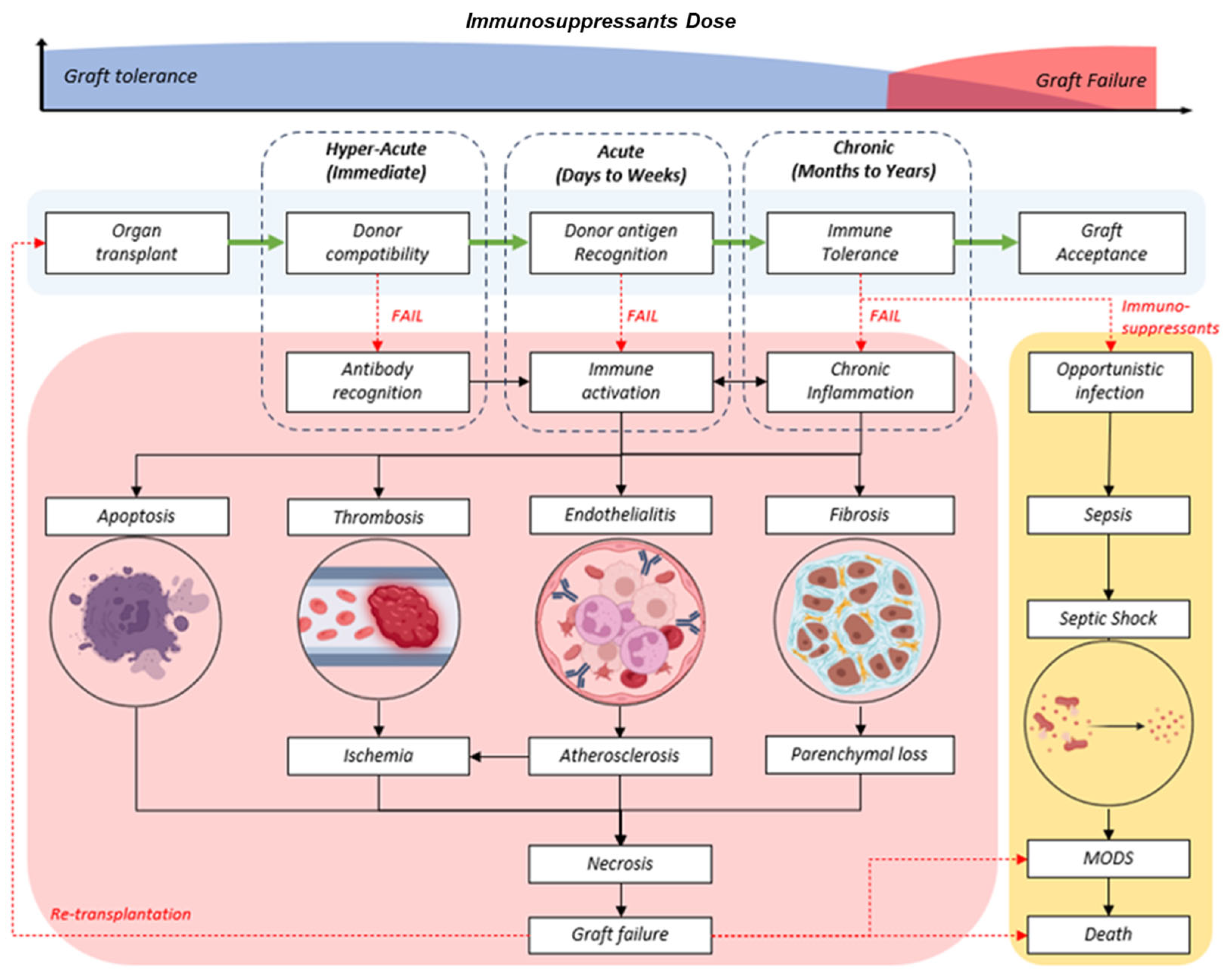 Biomedicines 13 01757 g001