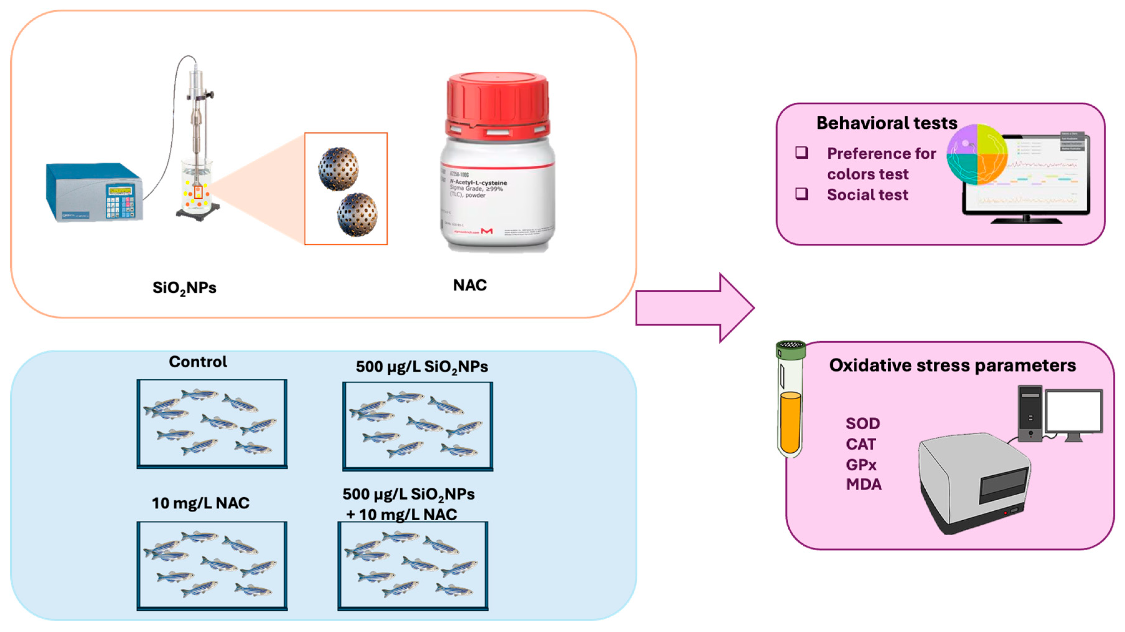 Biomedicines 13 01762 g001